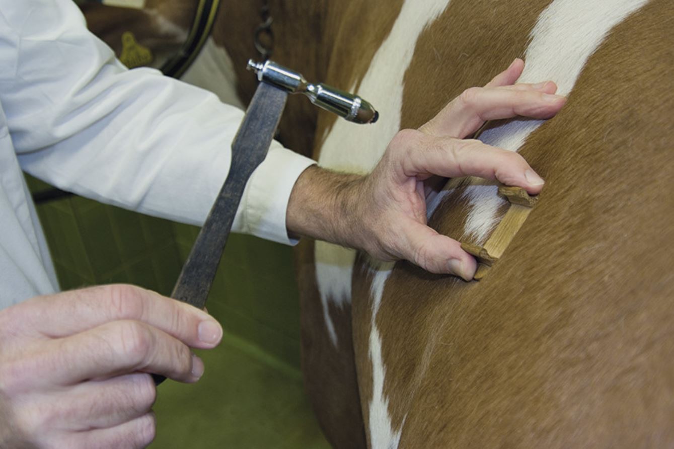 Hammer-Plessimeter-Perkussion