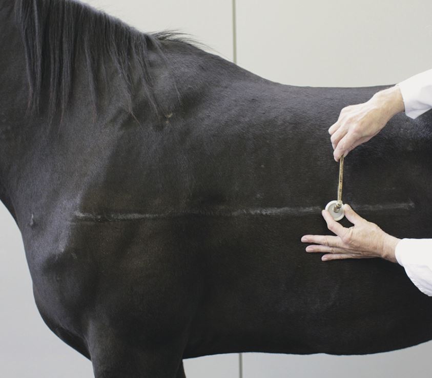 Perkussion der Lungengrenze
