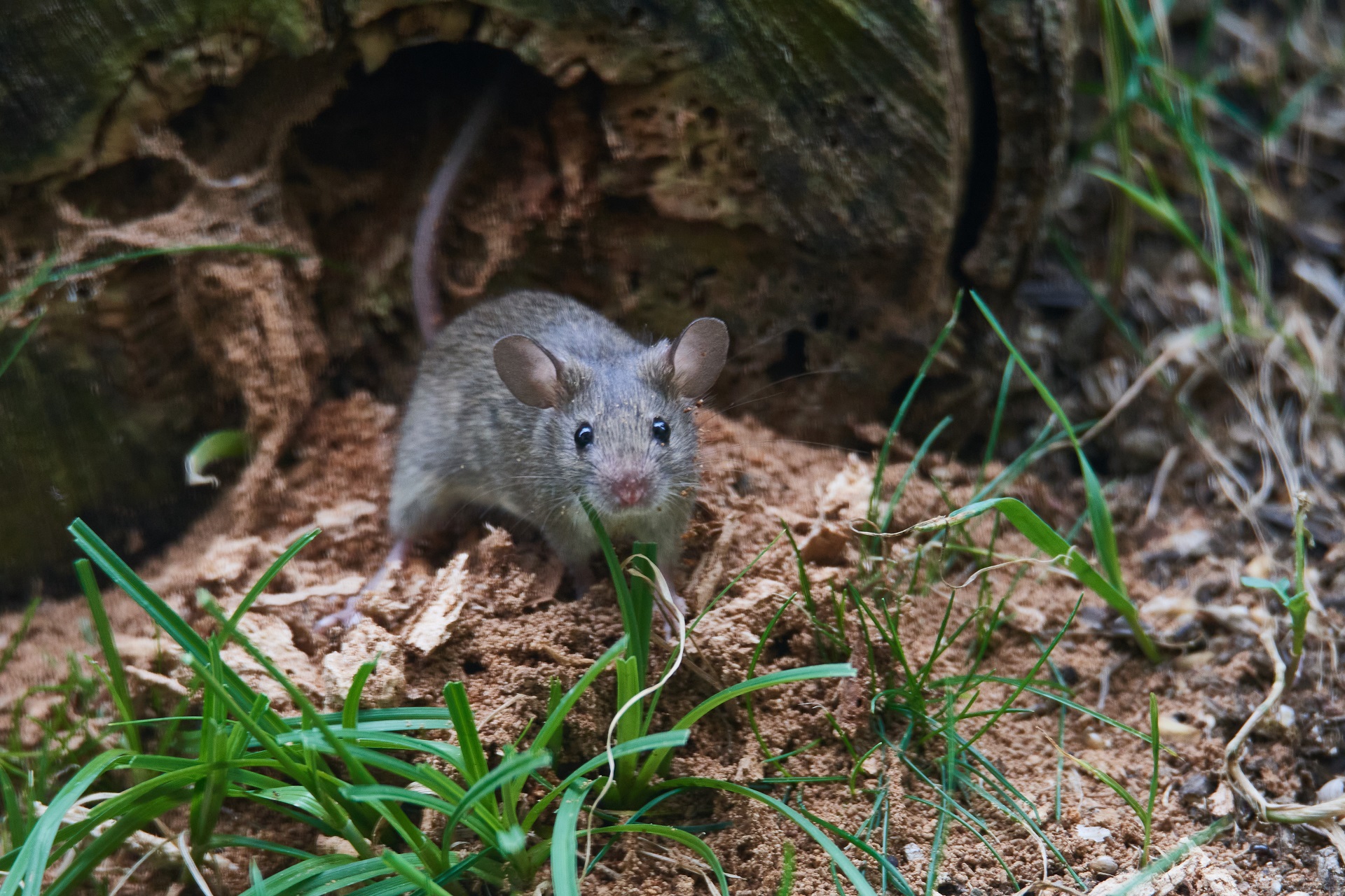 Eine Maus sitzt in einem Garten.