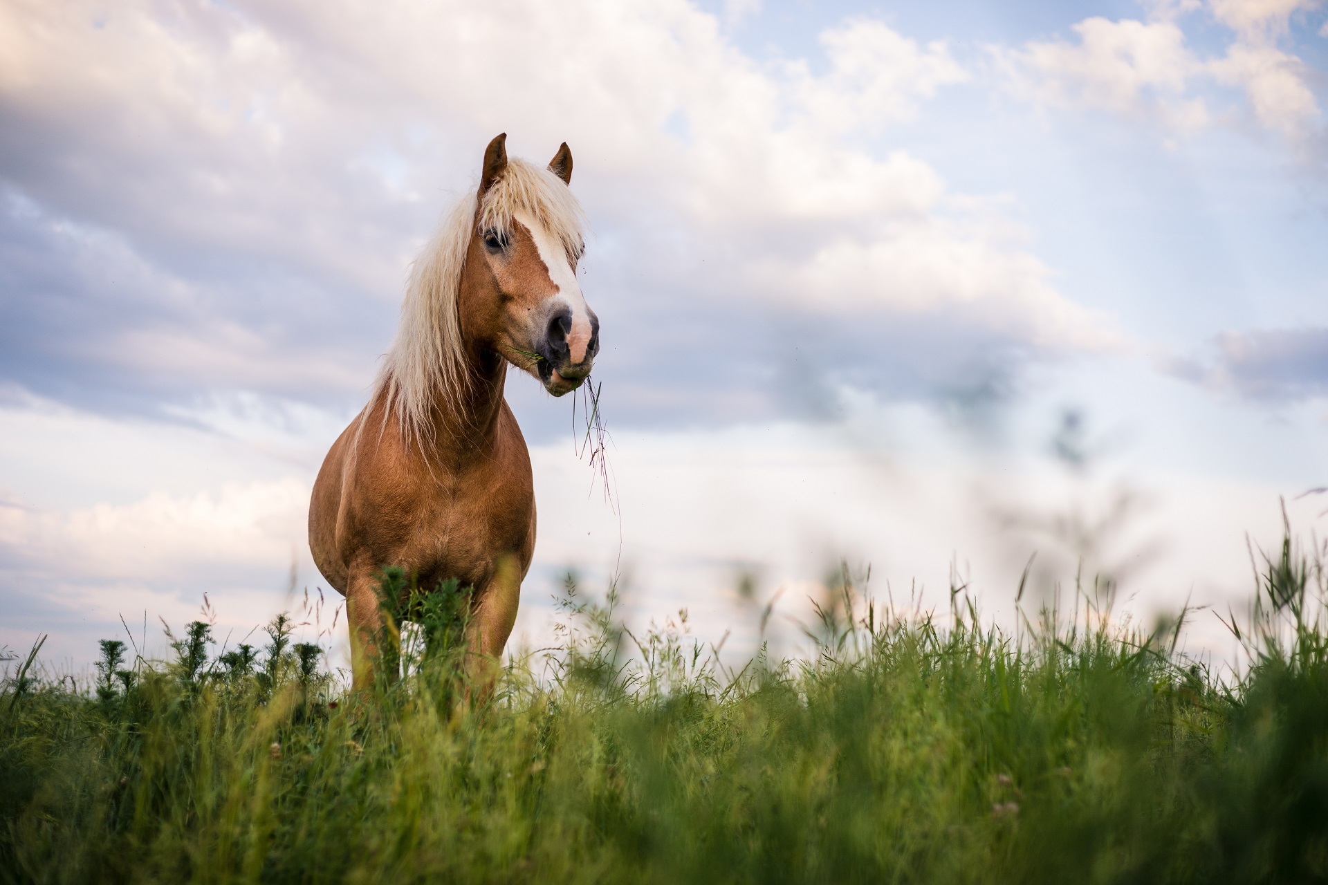 Ein Haflinger steht auf einer Weide.