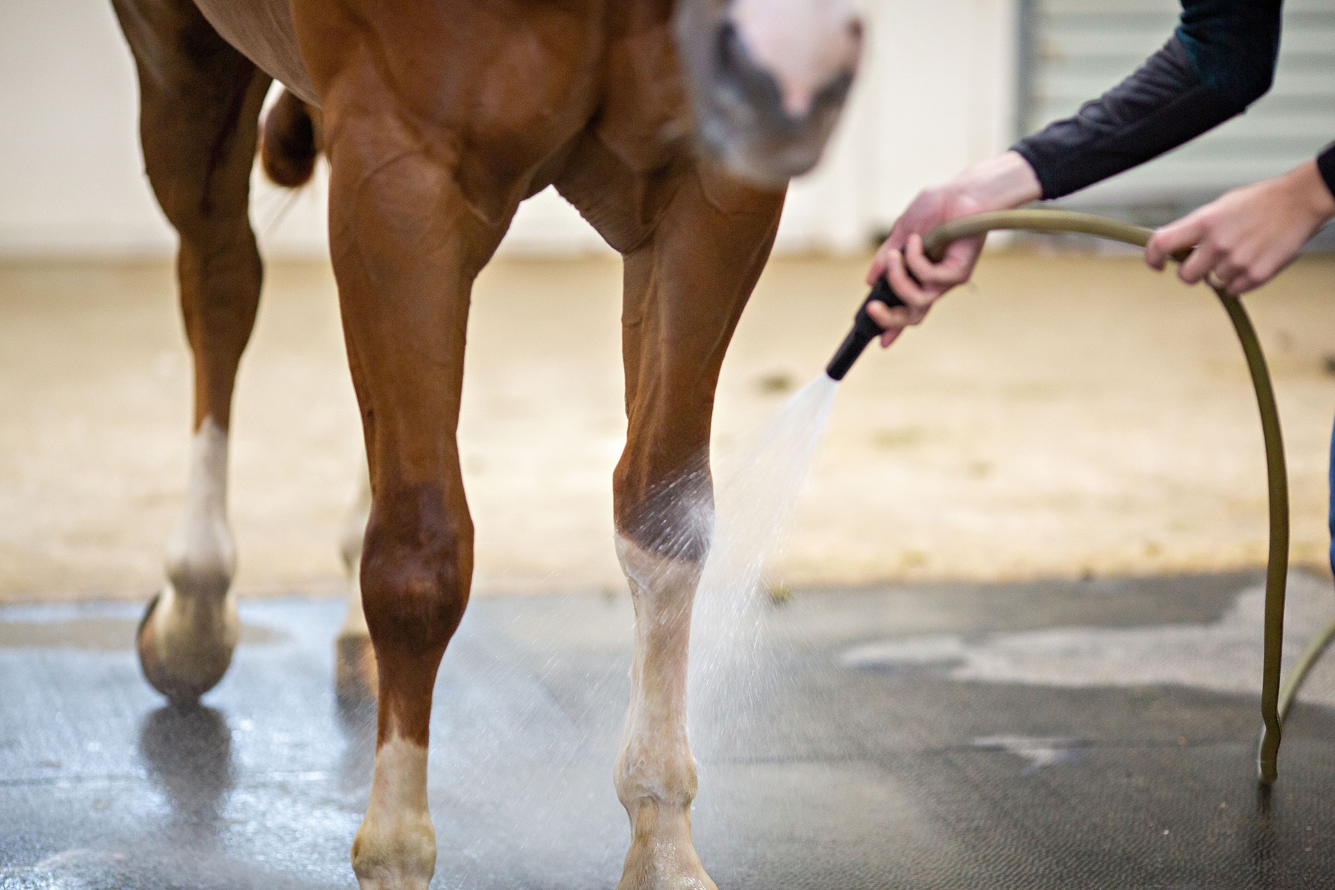 Einem Pferd werden die Beine mit einem Wasserschlauch abgespritzt.