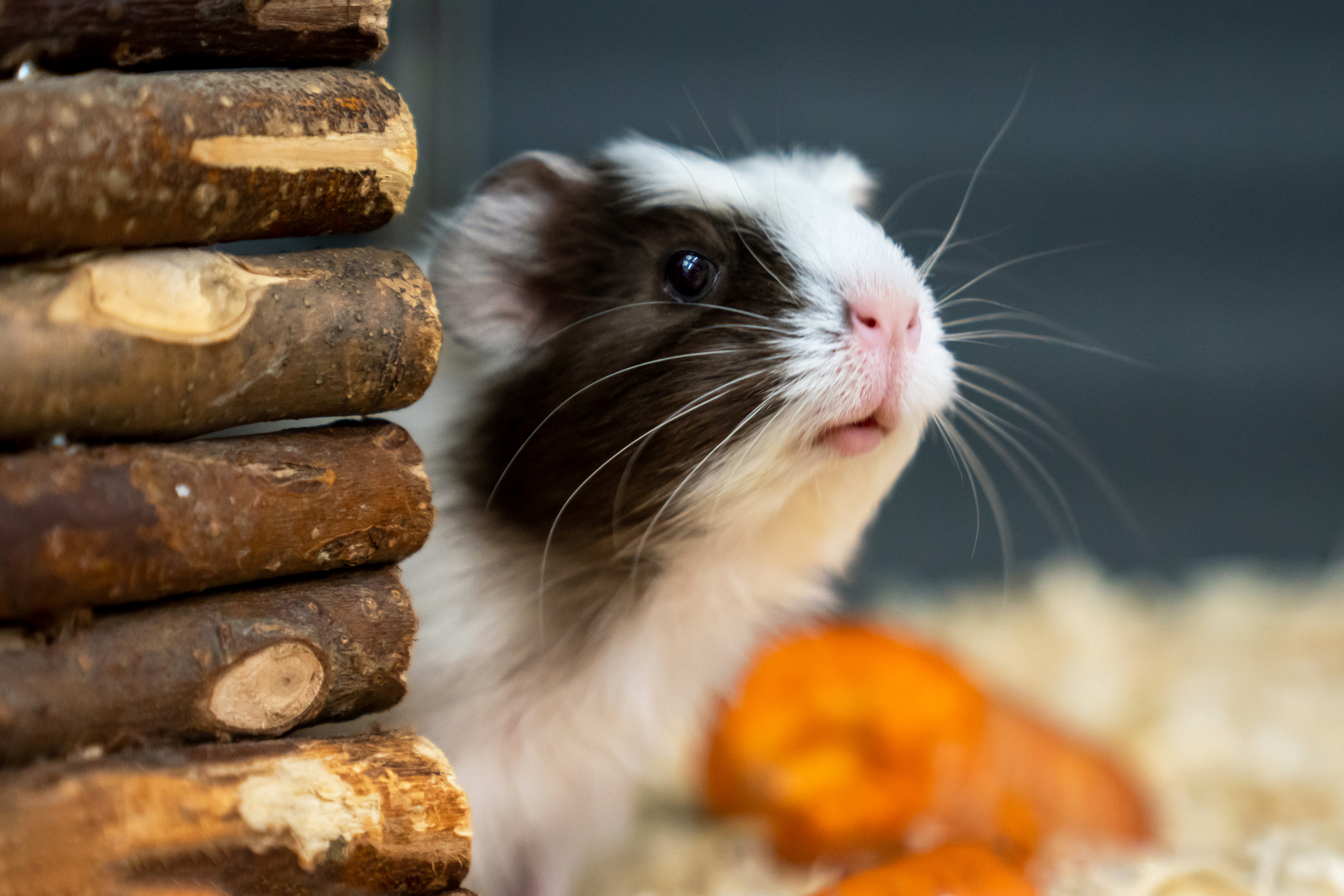 Meerschweinchen im Gehege