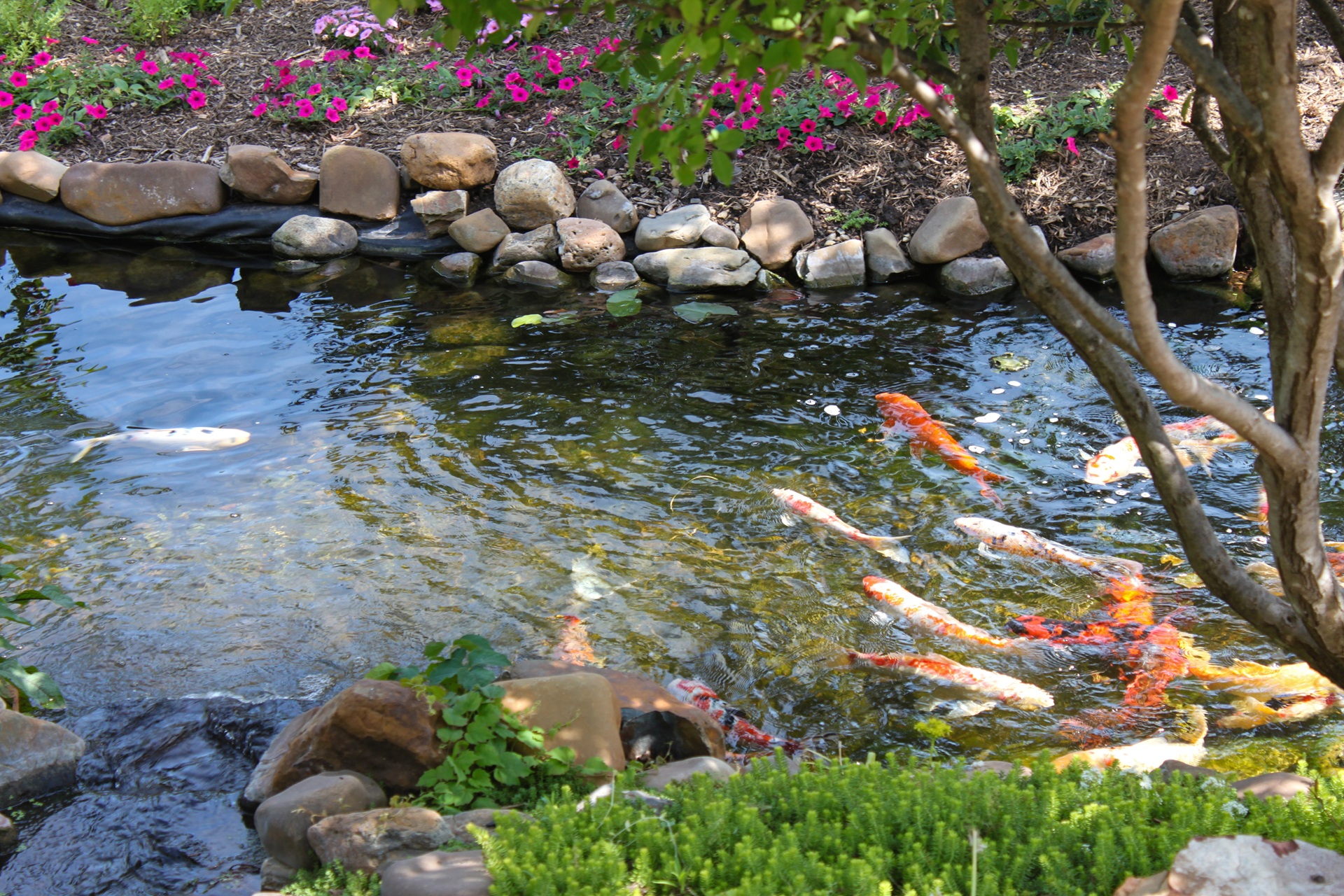In einem Teich schwimmen einige Kois umher. Der Rand des Teichs ist vielfältig bepflanzt und mit Steine befestigt. Das Wasser ist klar. 