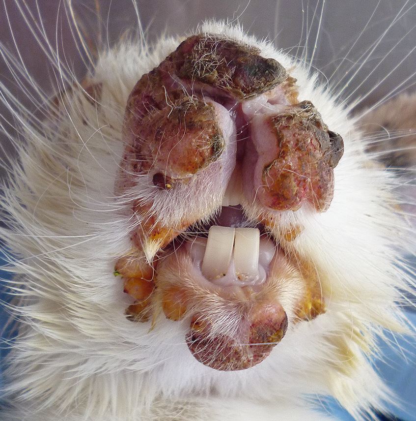 Kaninchen mit Myxomatose