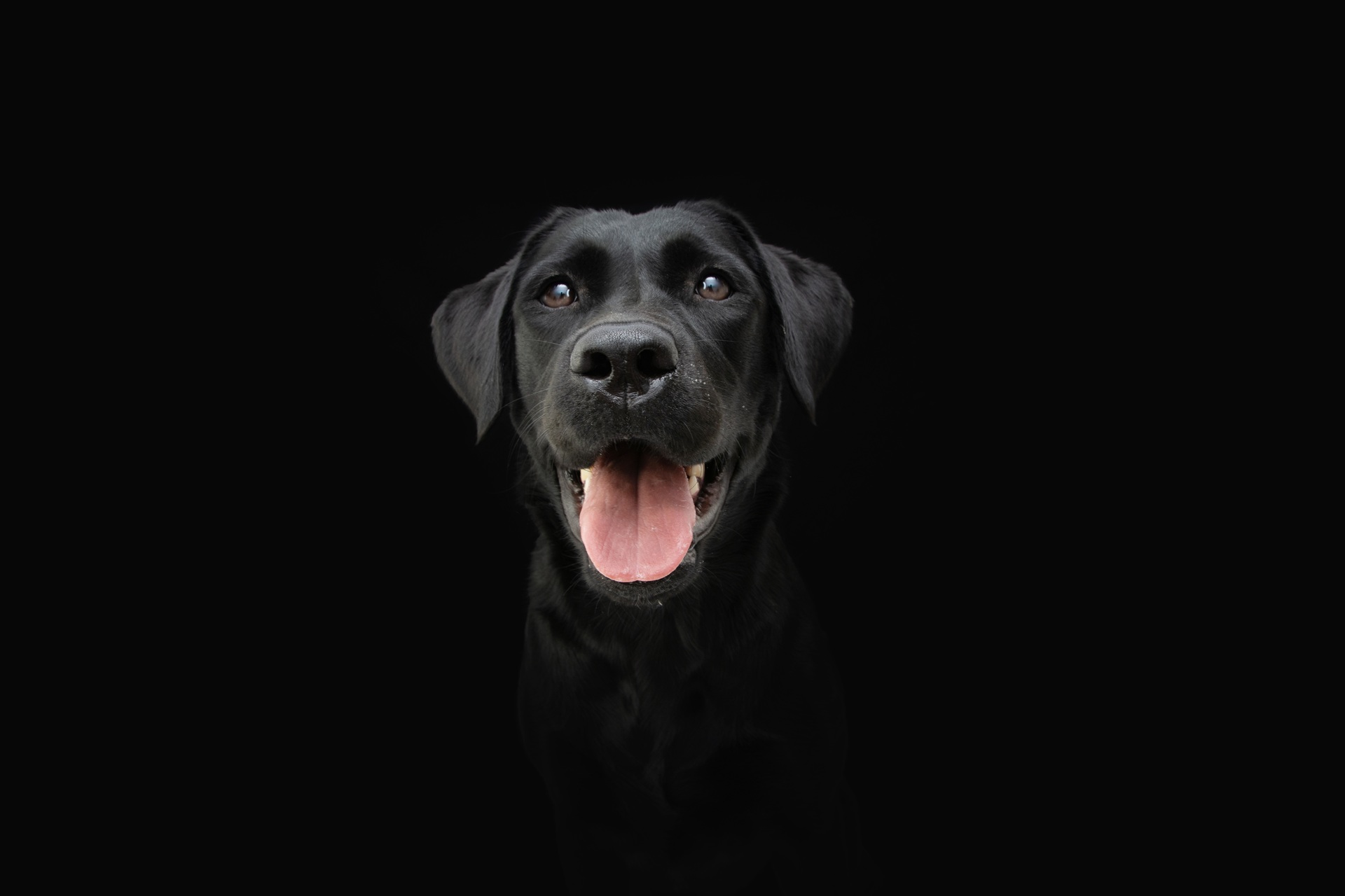 Portrait von einem Labrador mit schwarzem Fell. Der Hund sitzt vor einem schwarzen Hintergrund und schaut in die Kamera. Sein Fell glänzt und er schaut zufrieden. Das Maul ist zum Hecheln geöffnet.