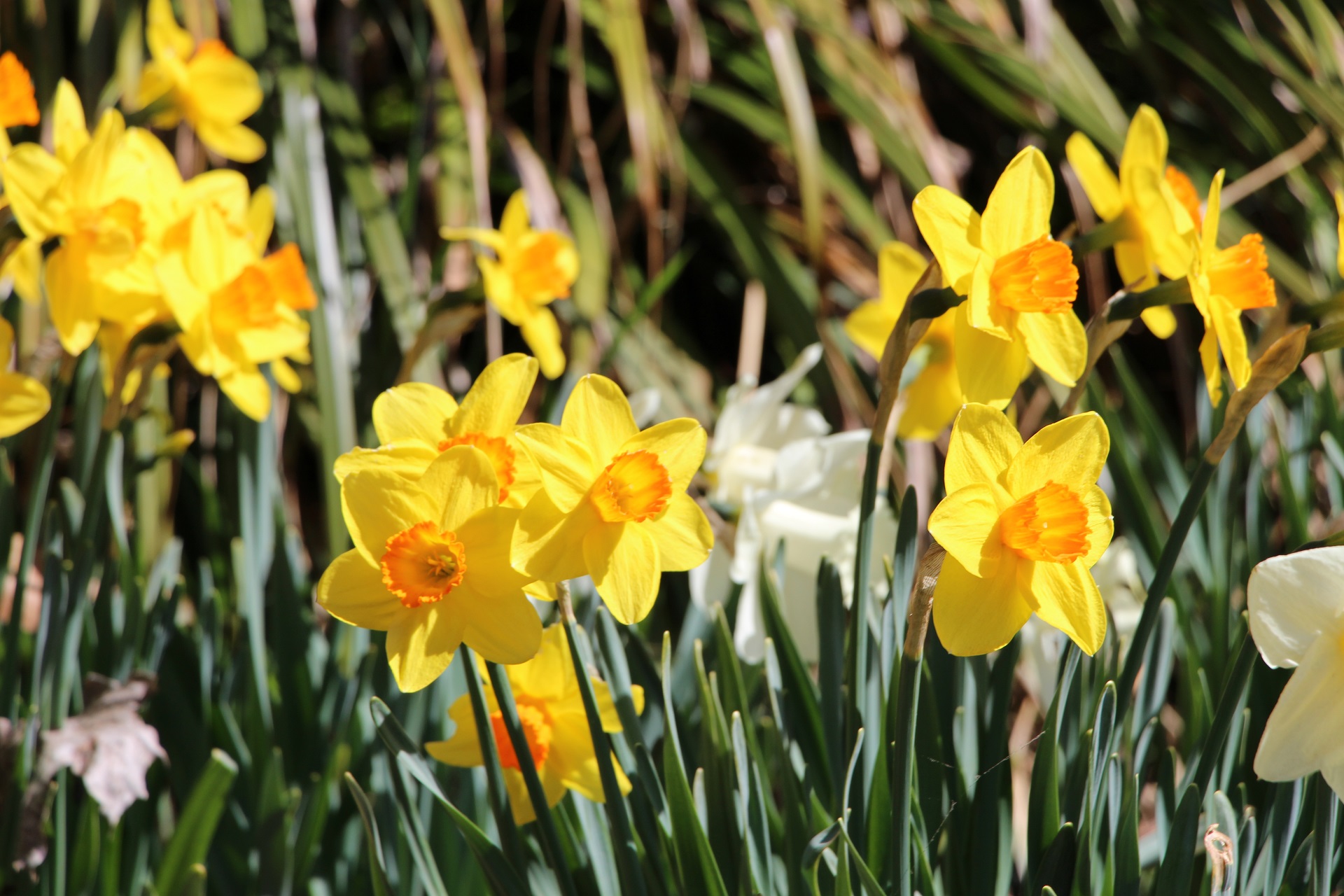 Osterglocken im Garten