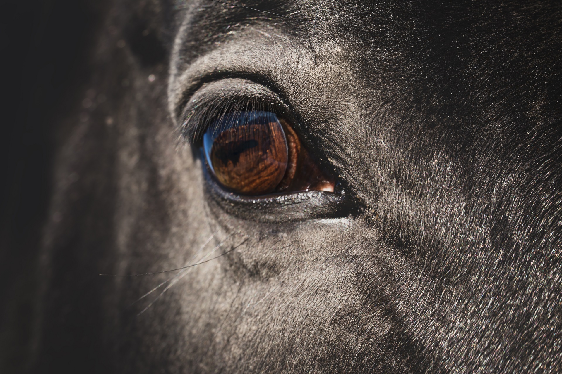 Nahaufnahme von dem rechten Auge von einem Pferd. Das Pferd ist ein Rappe. 