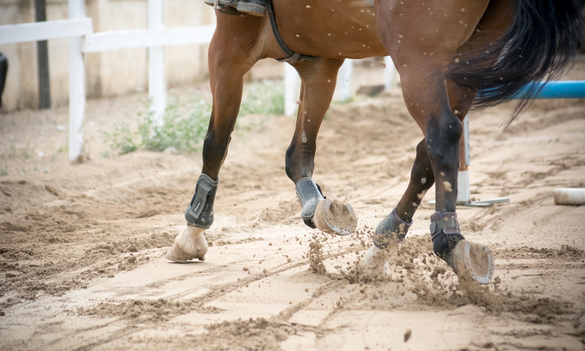 Nahaufnahme eines trabenden Pferdes. Das Pferd trägt Gamaschen und Streichkappen und läuft über einen Sandplatz. Das Fell ist braun und der Schweif schwarz.