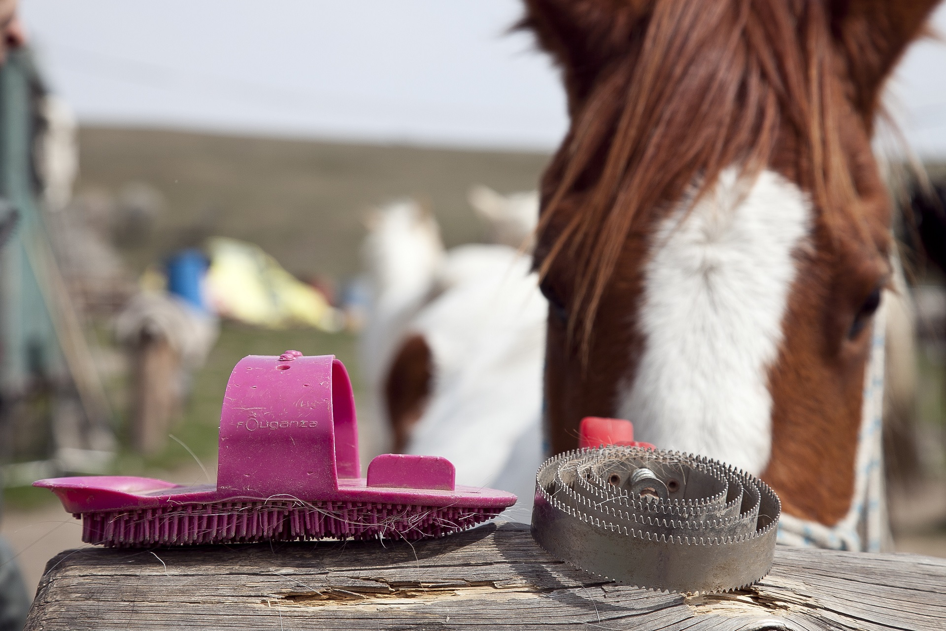 Nahaufnahme von zwei Pferdestriegeln, im Hintergrund ist ein Pferdekopf.
