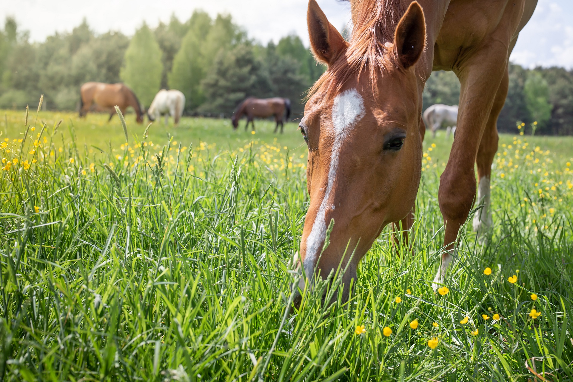 Ein Pferd steht auf einer Wiese mit gesenktem Kopf und grast. Das Pferd hat fuchsfarbenes Fell und eine weiße Blesse. Im Hintergrund steht eine Herde weiterer Pferde mit unterschiedlichen Fellfarben.