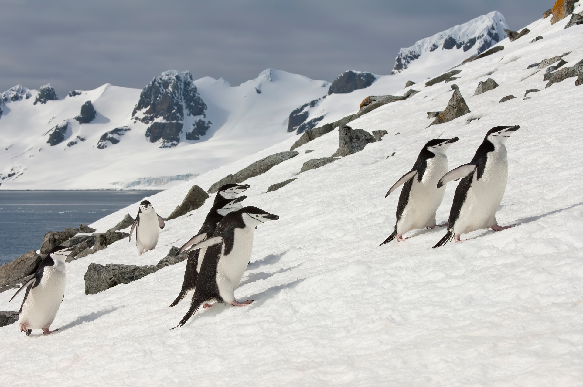 Zügelpinguine in der Antarktis