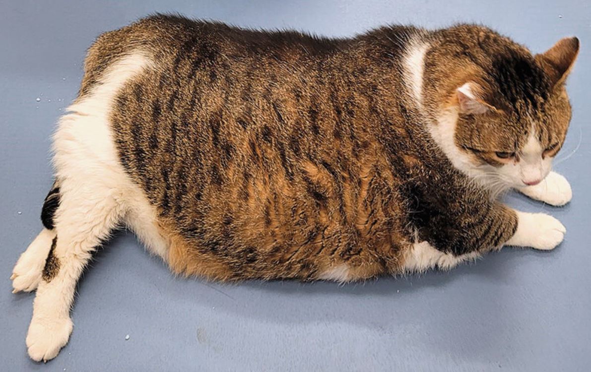 Eine stark adipöse getigerte Katze liegt auf dem Boden.