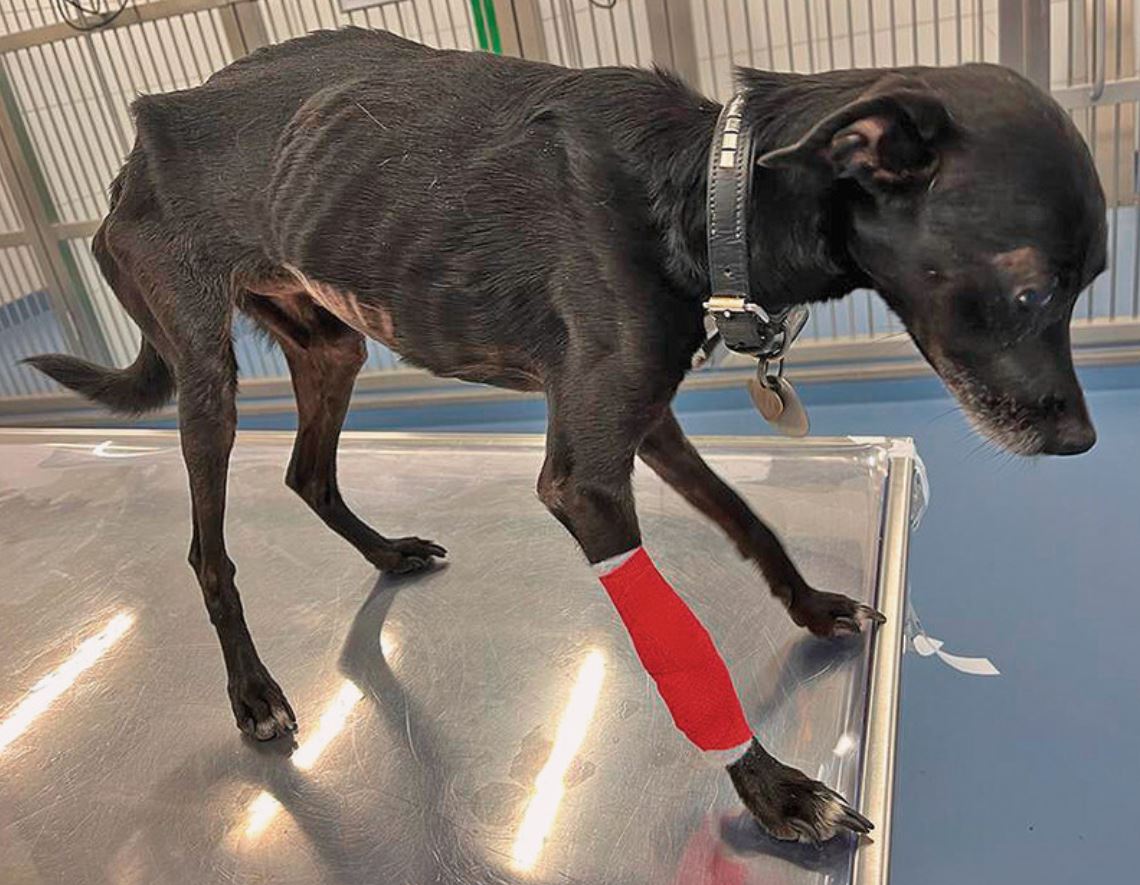 Eine kleine abgemagerte schwarze Hündin steht auf dem Behandlungstisch. An ihrem rechten Vorderbein hat sie einen roten Verband.