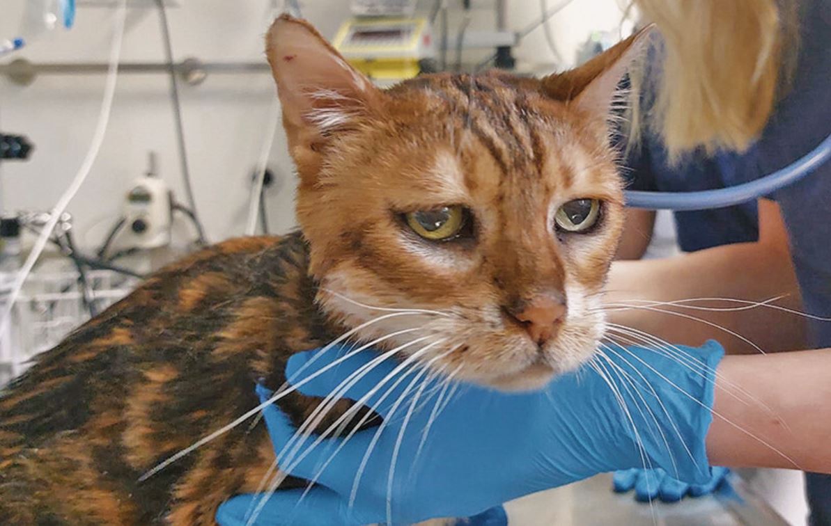 Eine getigerte Katze wird von einer Person mit blauen Handschuhen festgehalten und untersucht.