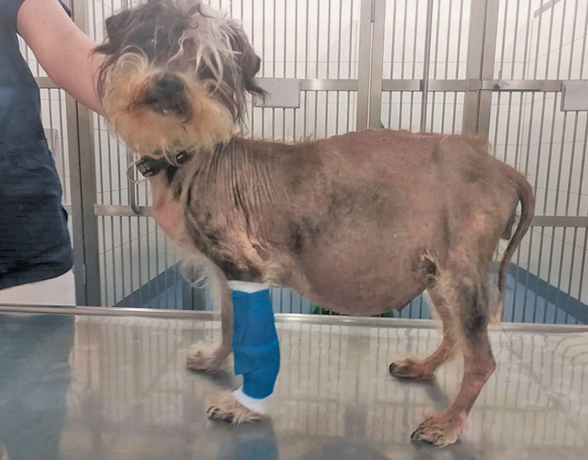 Ein kleiner Hund steht auf dem Behandlungstisch beim Tierarzt. An seinem linken Vorderbein trägt er einen blauen Verband.