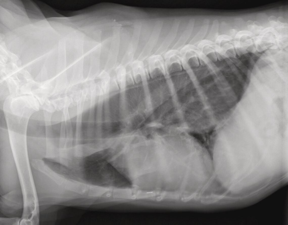 Auf der Röntgenaufnahme eines Hundes lässt sich ein Megaösophagus erkennen.