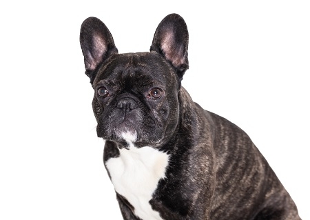 french bulldog breed dog 