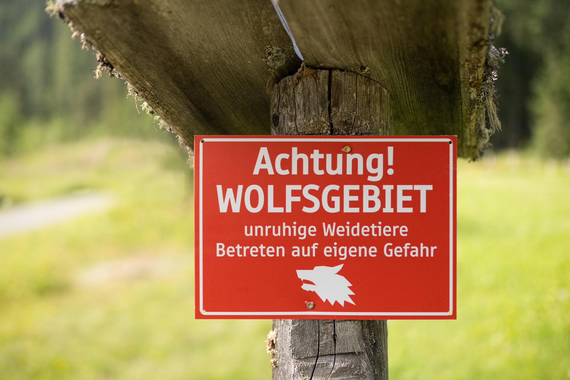 Rotes Warnschild an einem Baum an einer Wiese mit dem Text: Achtung Wolfsgebiet, Betreten auf eigene Gefahr.