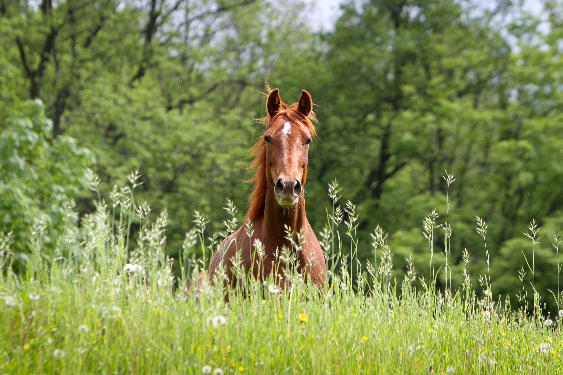 Ein Pferd galoppiert auf einer Wiese.