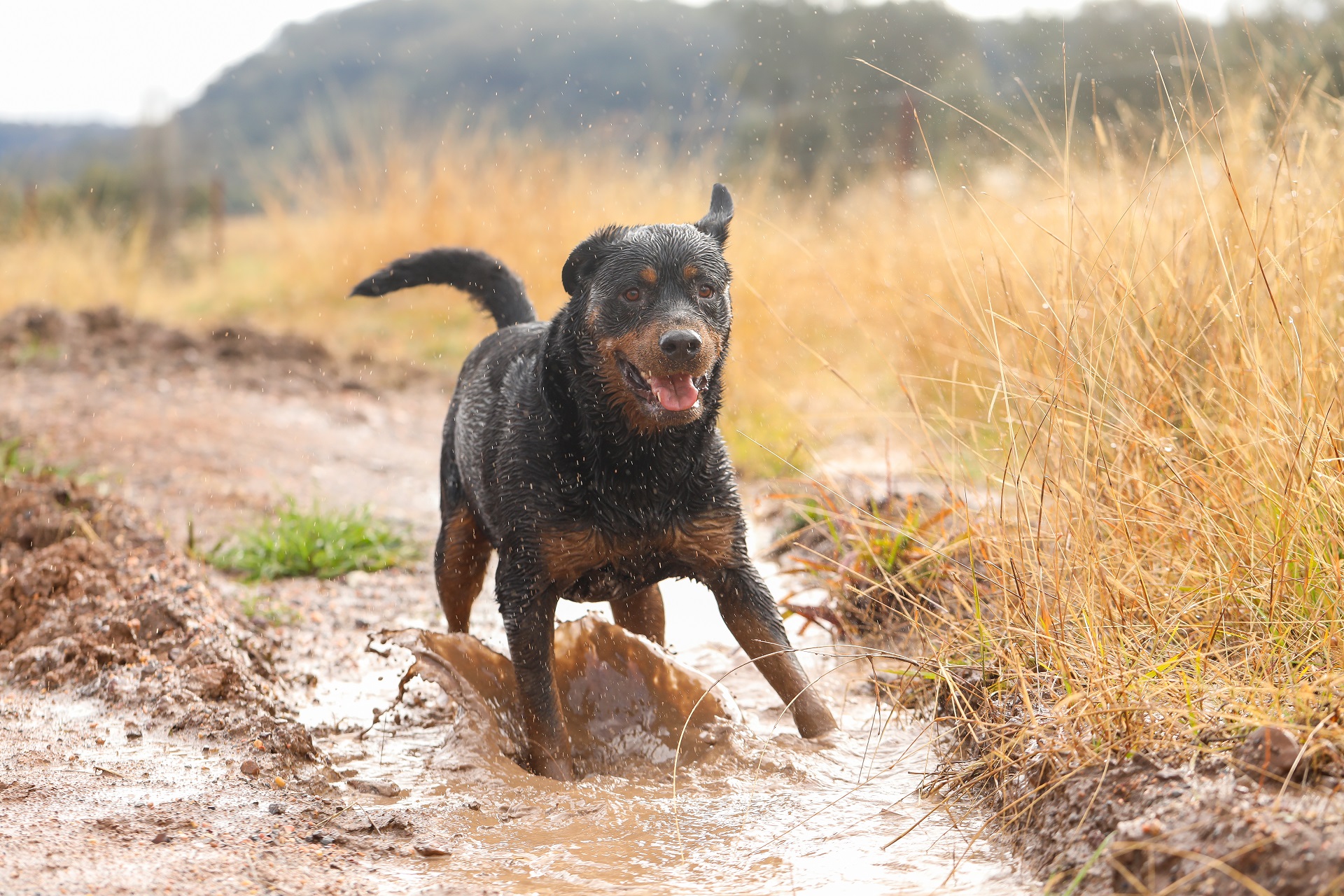 Ein Rottweiler springt in eine matschige Pfütze.