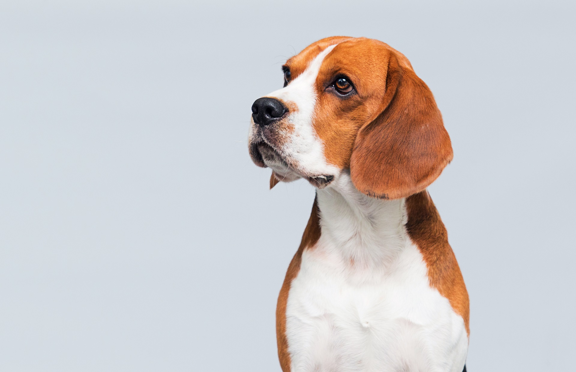 Ein Beagle sitzt vor einem weißen Hintergrund.