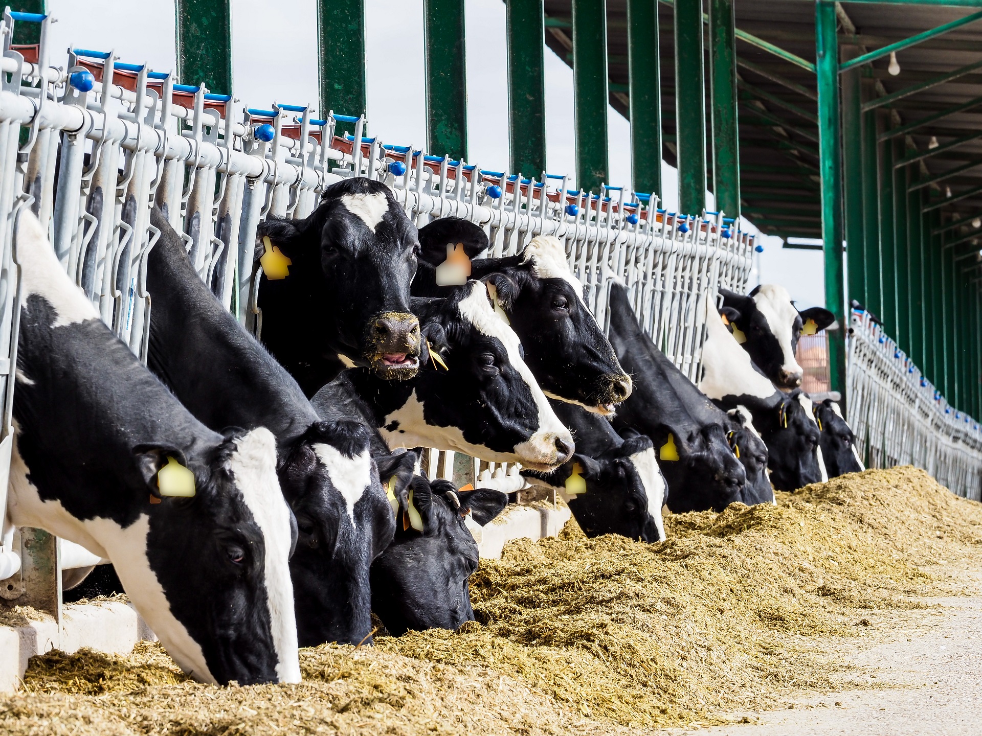Kühe stehen in einem Stall und haben Futter vor sich liegen.