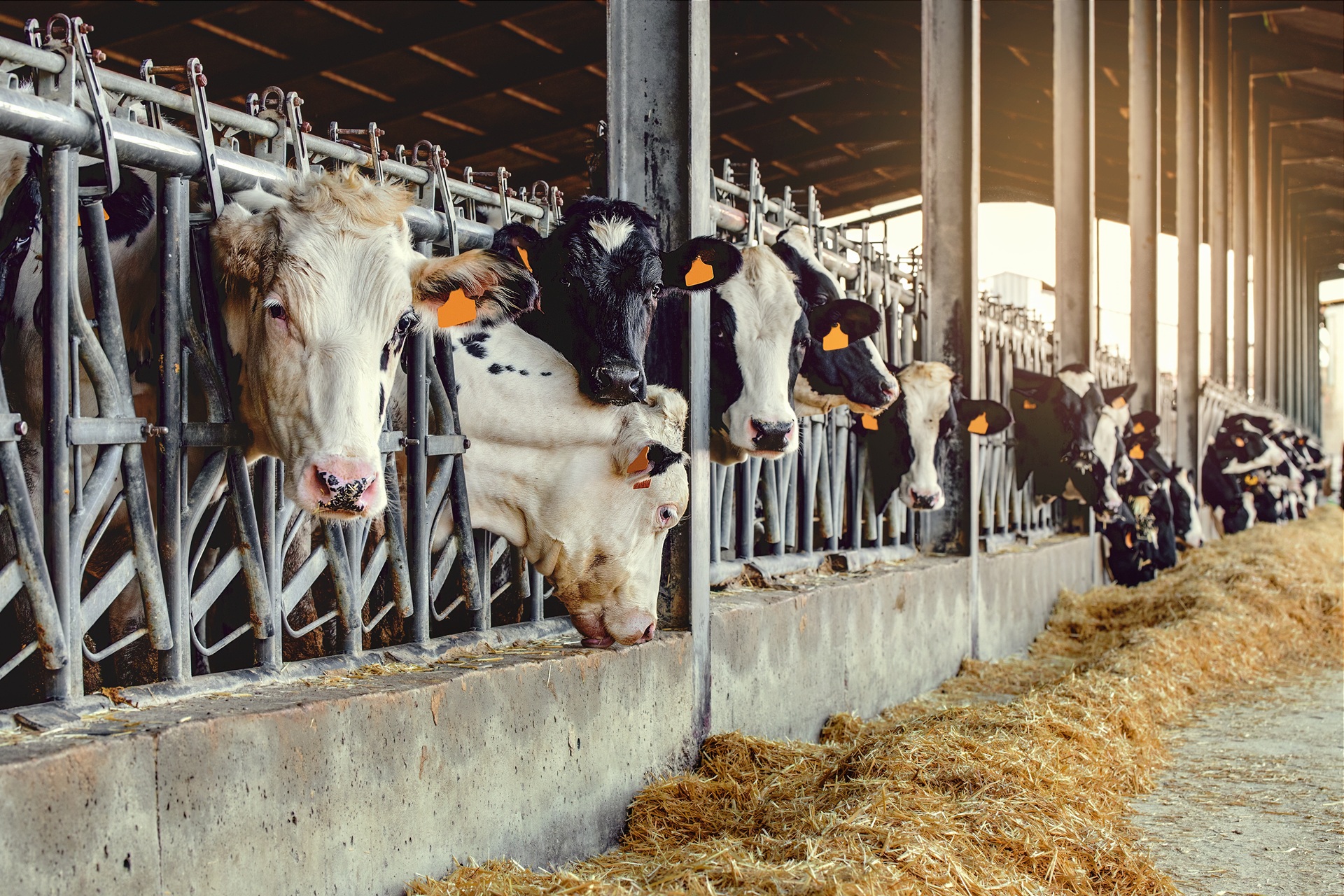 Eine Reihe Kühe steht in einem Stall. Sie stehen an dem Fressgitter und die Köpfe schauen zum Fressbereich heraus. Vor den Tieren liegt Futter. Die Kühe haben schwarz-weißes Fell und sind mit Ohrmarken gekennzeichnet.