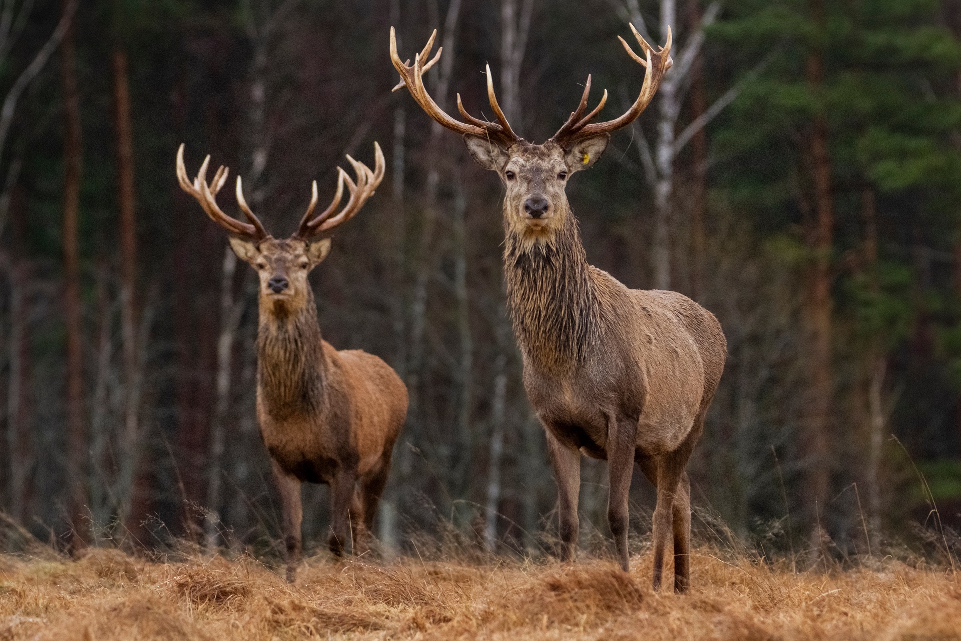 Zwei Rothirsche stehen in einem Wald.