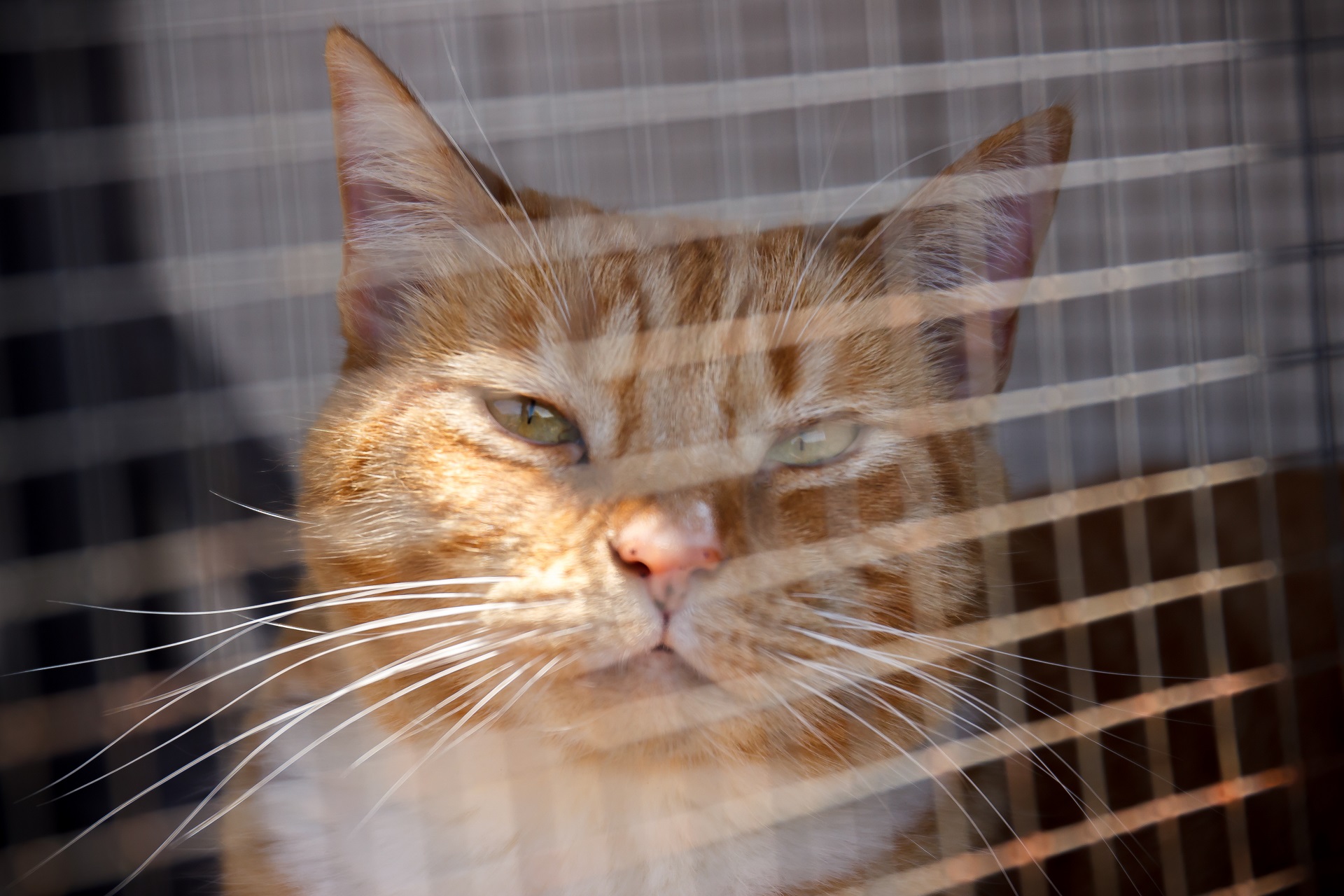Eine orangefarbene Katze sitzt auf einem Balkon in der Sonne, geschützt durch ein engmaschiges Netz.