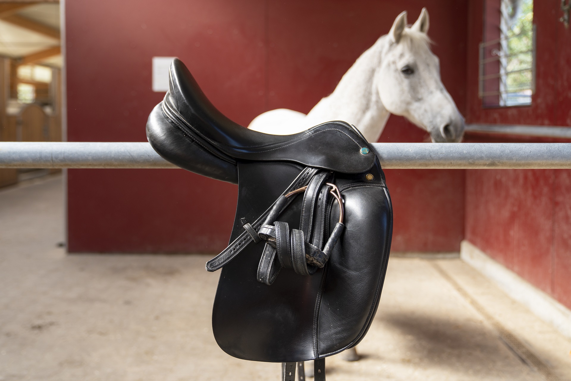 Ein schwarzer Reitsattel mit Steigbügeln hängt über einer Metallstange in einem Pferdestall. Im Hintergrund steht ein weißes Pferd mit aufmerksamem Blick vor einer roten Stallwand.