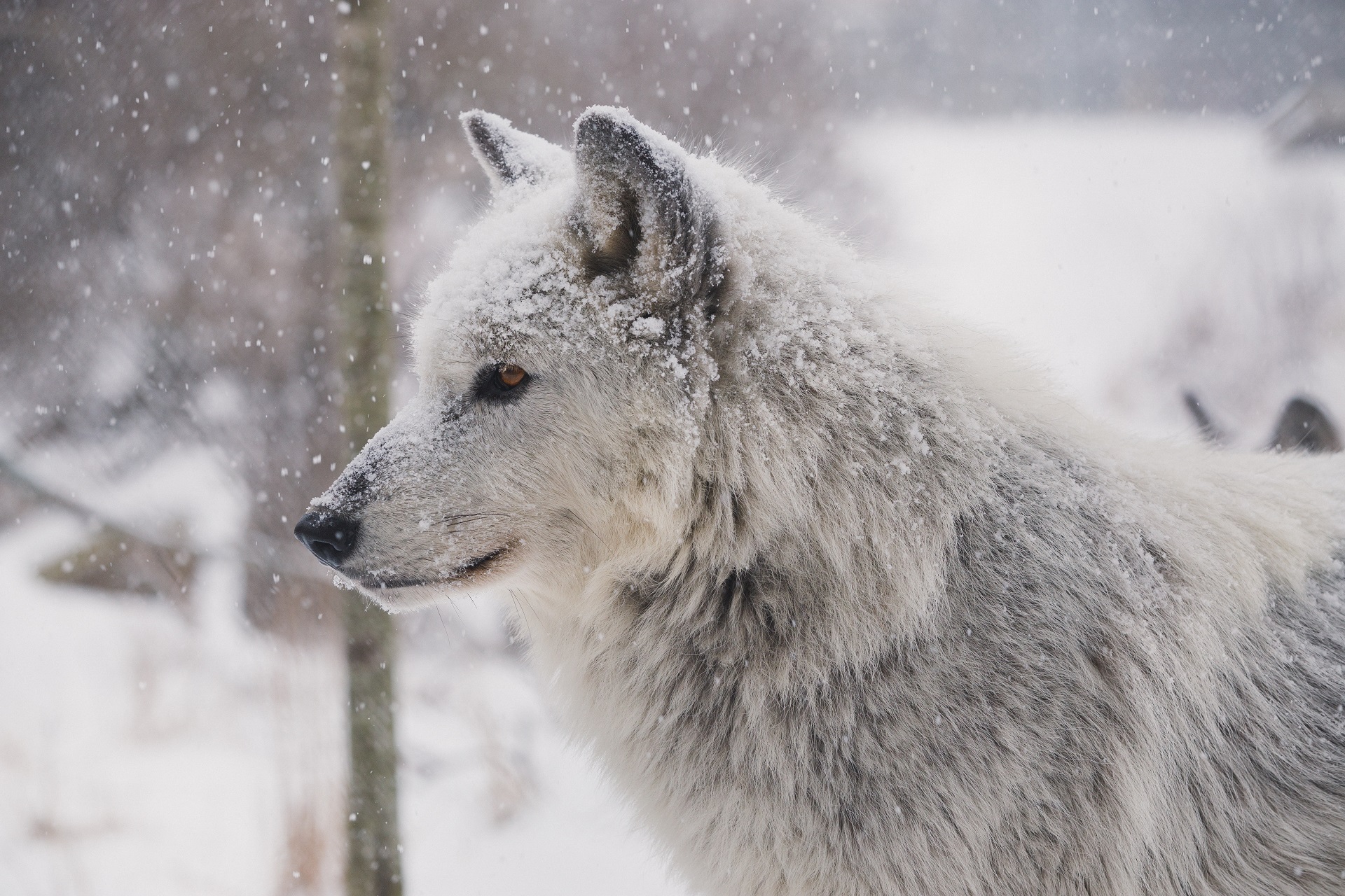 Ein weißer Wolf steht in einer winterlichen Landschaft mit Schnee auf seinem Fell.