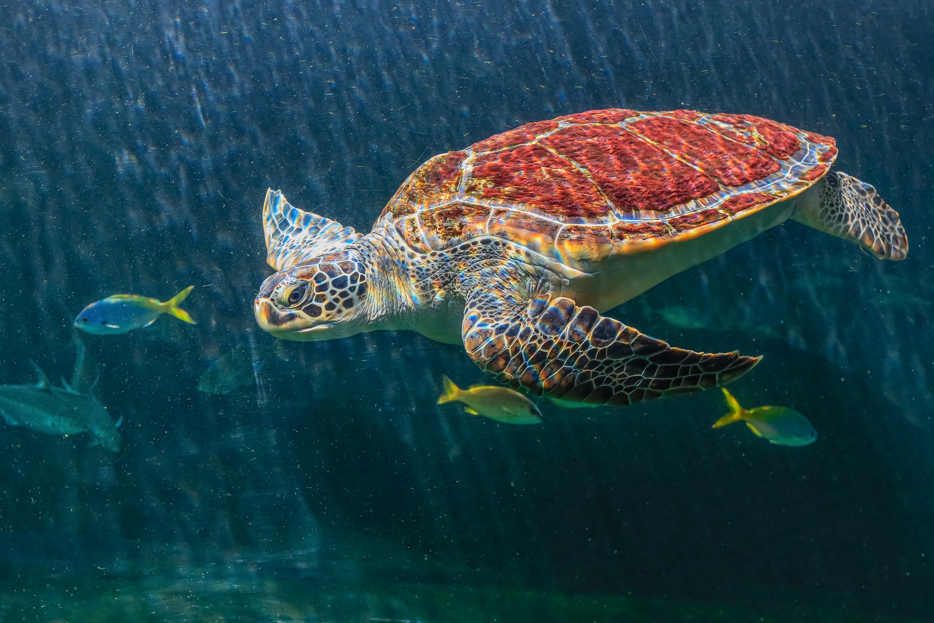 Meeresschildkröte schwimmt im Wasser.