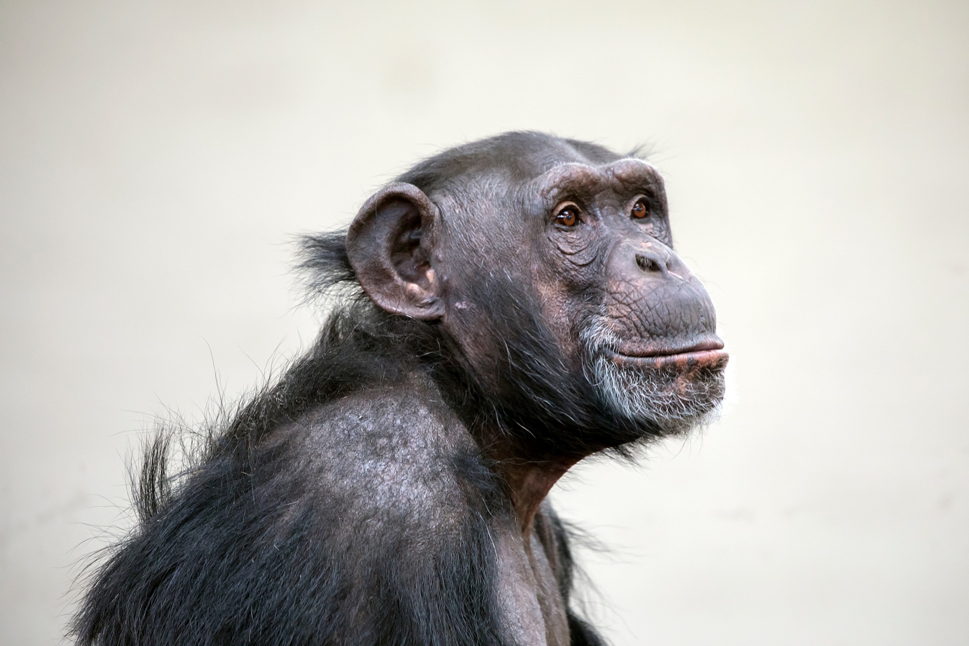 Portrait eines Schimpansen