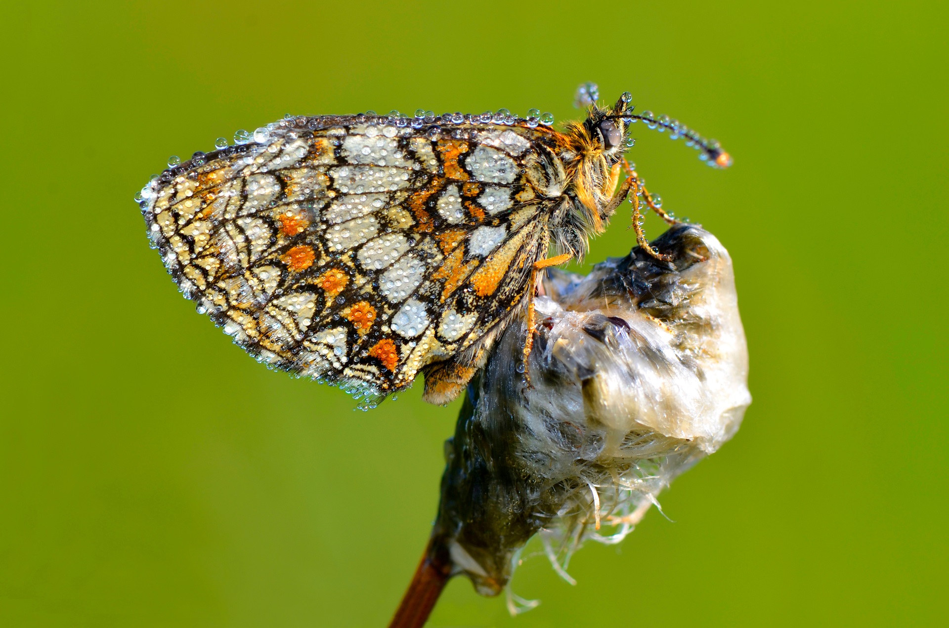 Ein Goldener Scheckenfalter (Euphydryas aurinia) sitzt mit seinen bunten Flügeln auf einem Ast vor grünem Hintergrund.