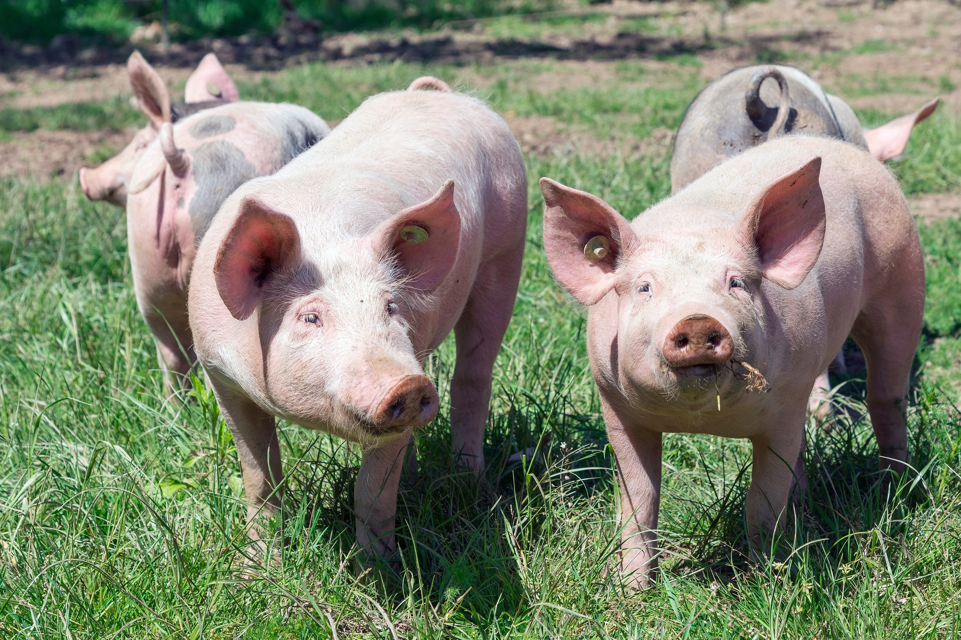 Schweine stehen auf einer Wiese, zwei der Tiere schauen Richtung Kamera.