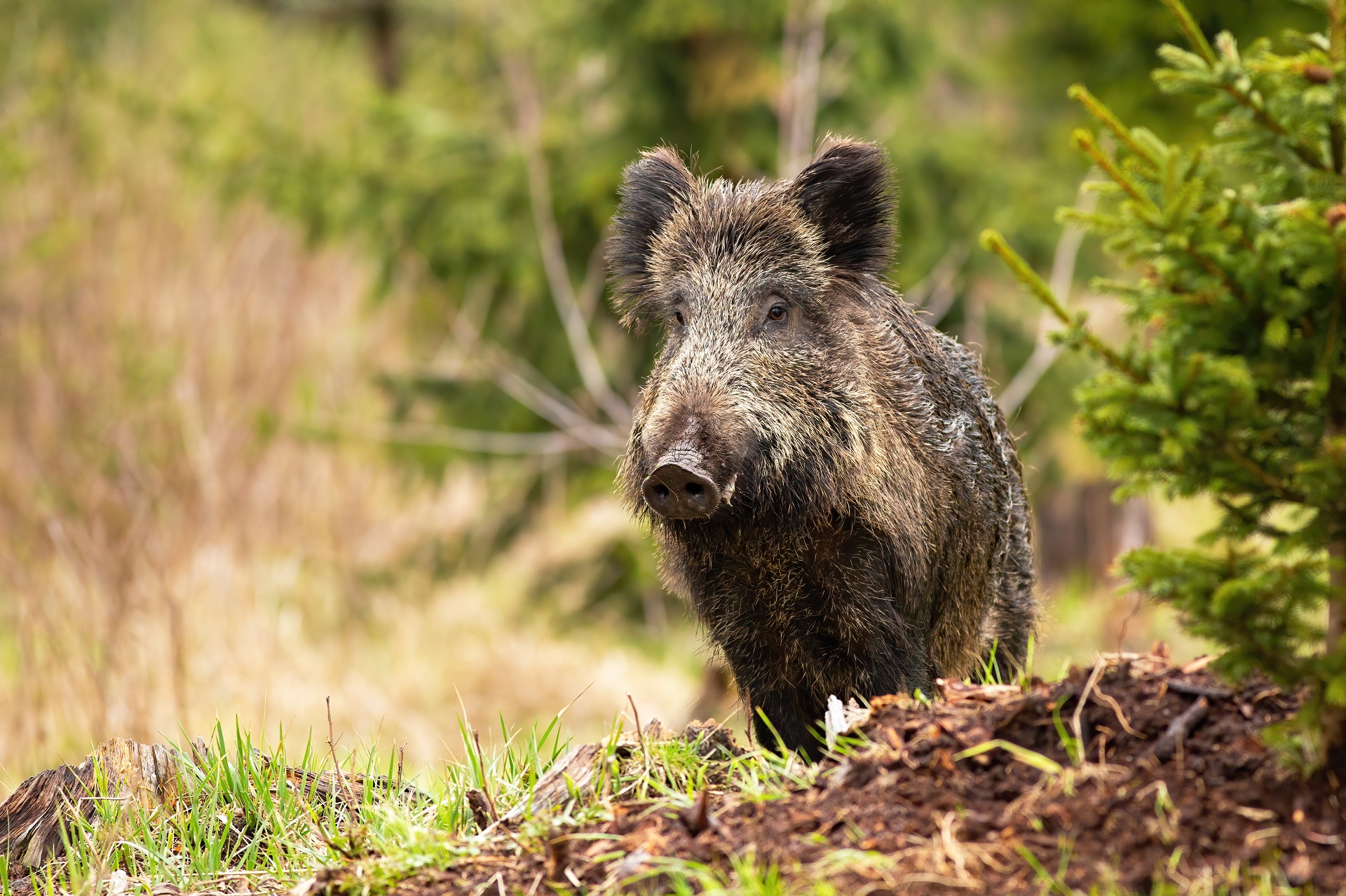 Wildschwein steht in einem Wald neben einer Tanne.