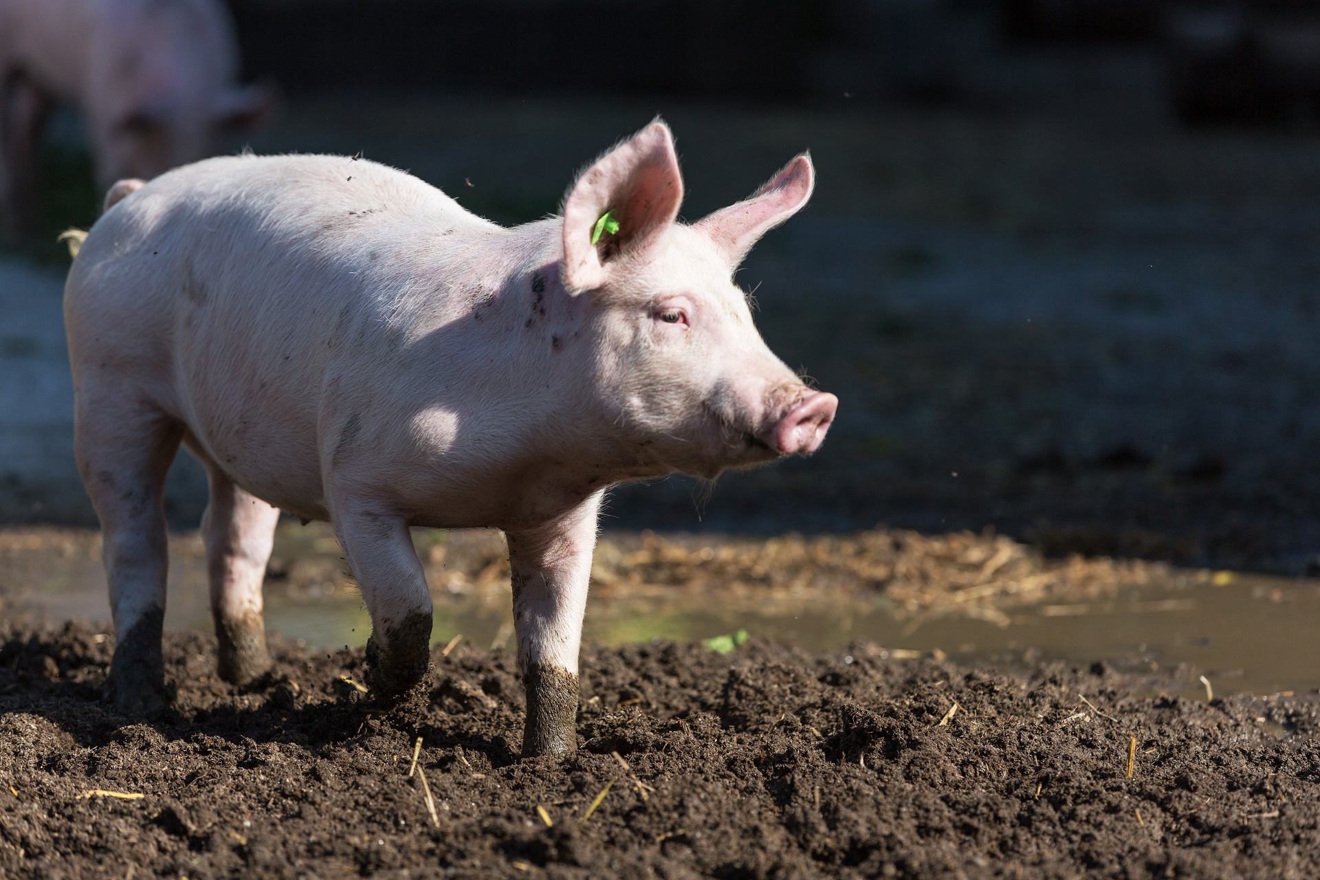 Ein Schwein läuft durch einen Stall-Auslauf.