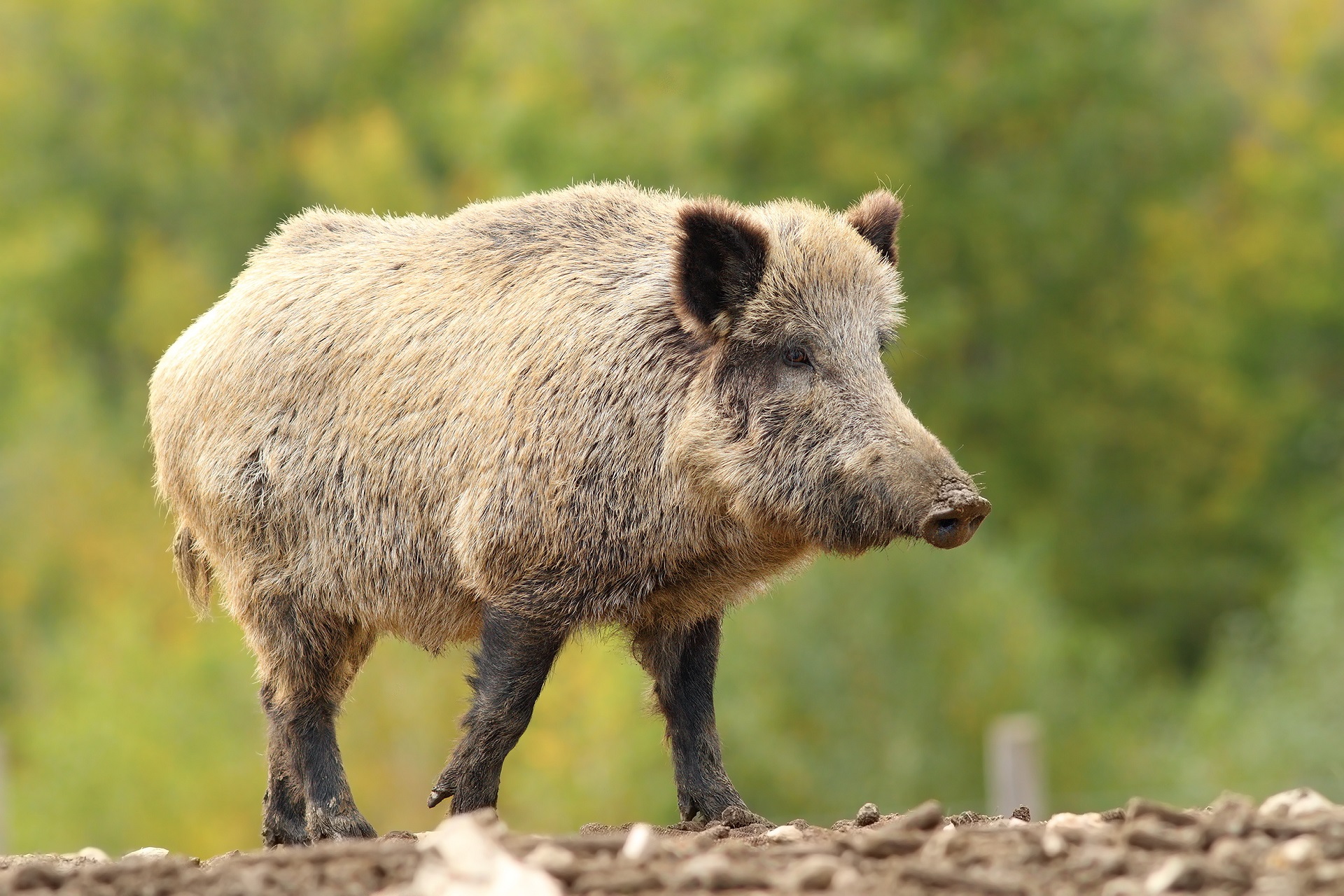 Wildschwein im Wald