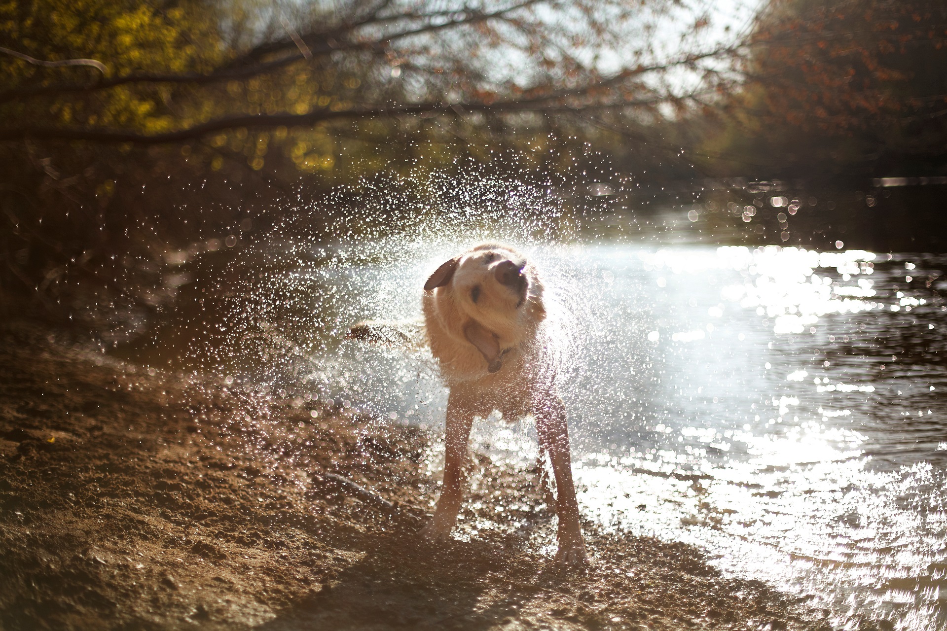 Ein Hund steht vor einem See und schüttelt sich.
