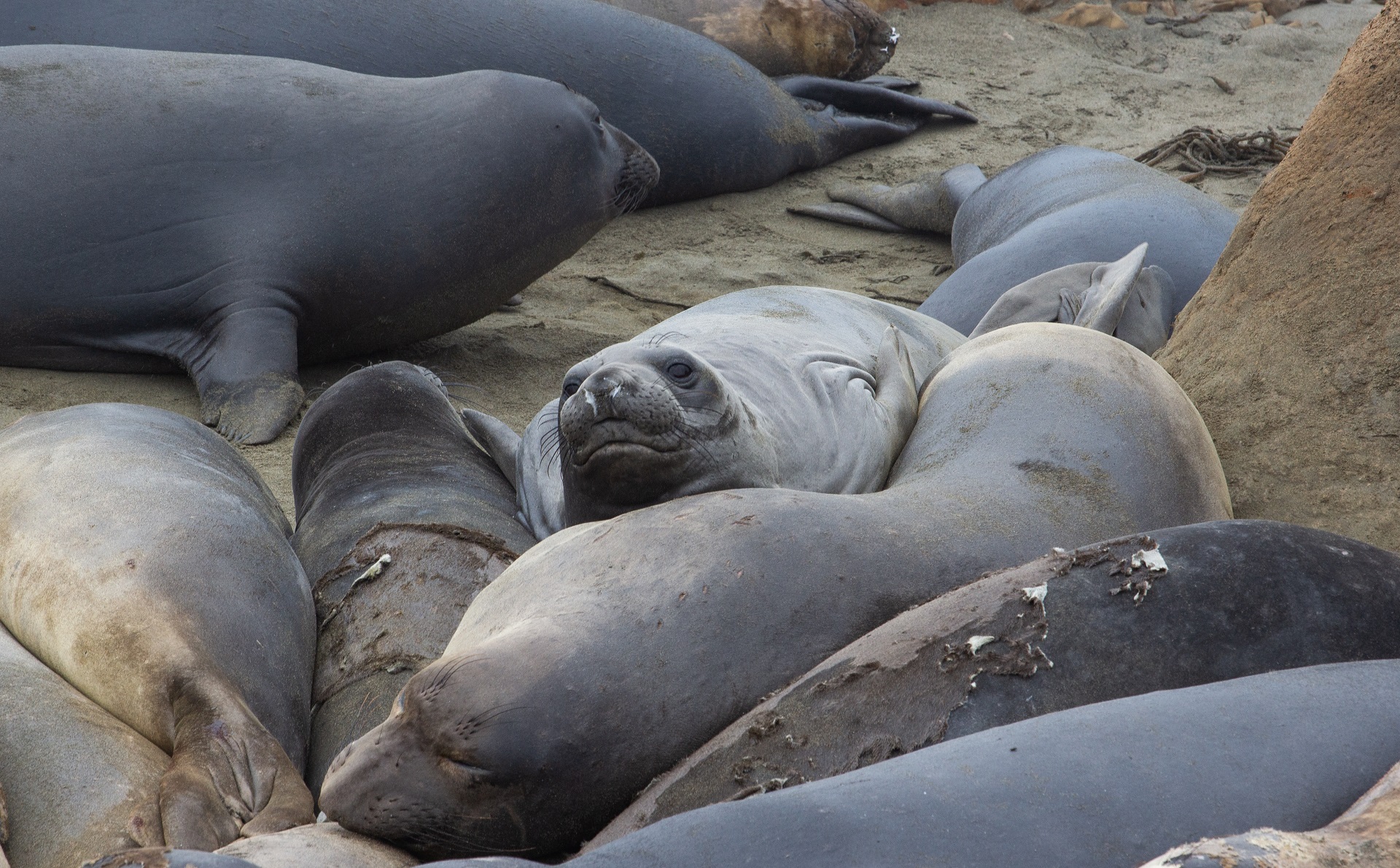 Nordische See-Elefanten