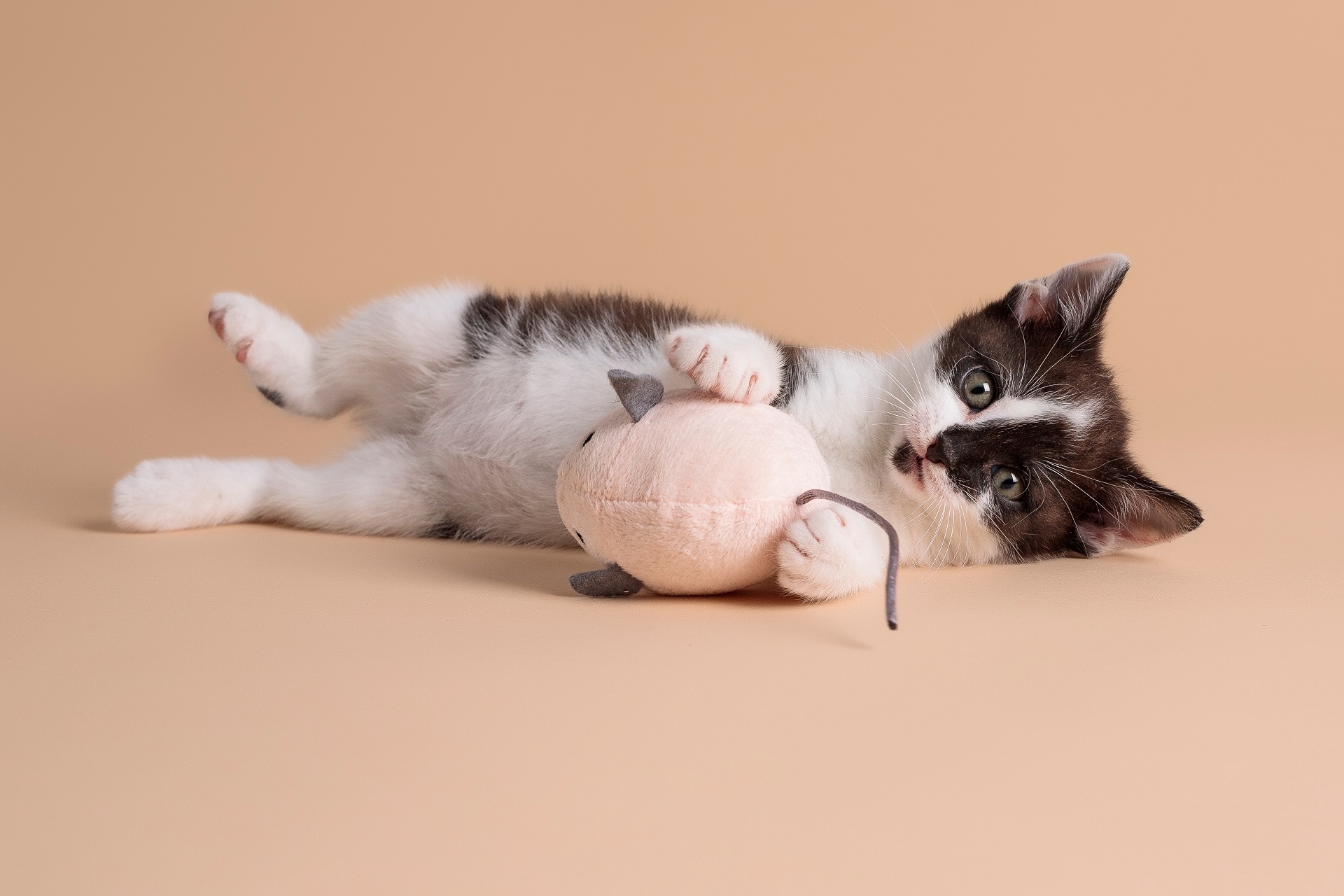 Ein schwarz-weiß geflecktes Kitten liegt auf der Seite und schaut mit großen Augen in die Kam.era Zwischen seinen kleinen Vorderpfoten hält es eine kleine Spielzeugmaus. 