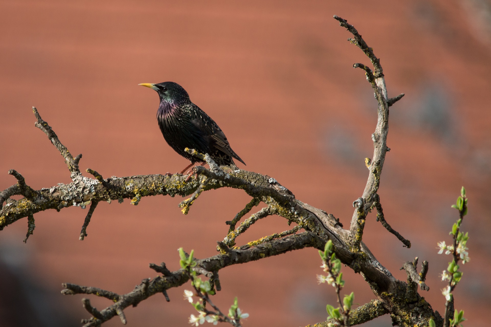 Ein einzelner Star sitzt auf einem Ast von einem Baum. An dem Ast sind keine Blätter. Der Hintergrund ist rötlich gefärbt. Es ist Frühling.