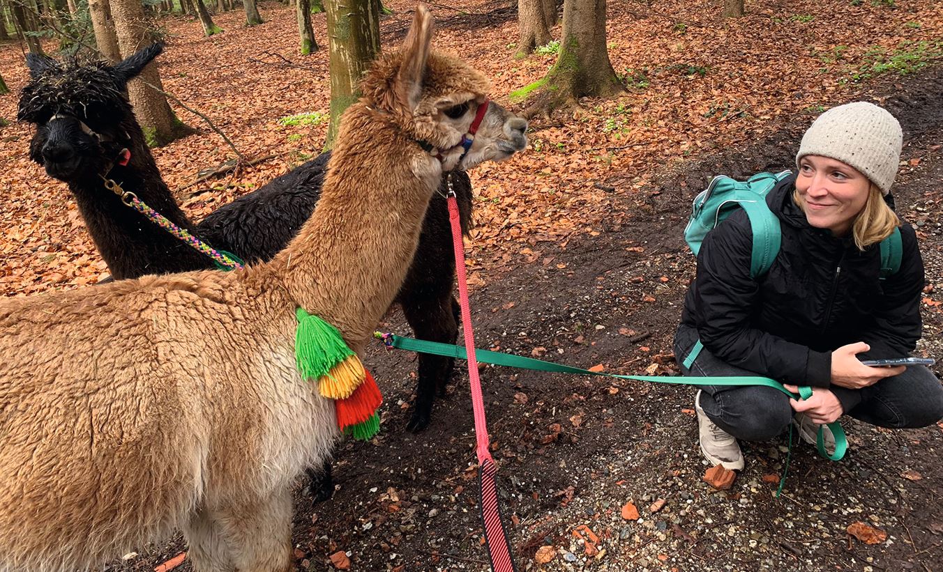 Hanna mit 2 Alpakas bei einer Wanderung im Wald. Die Alpakas tragen bunte Halfter und Stricke.