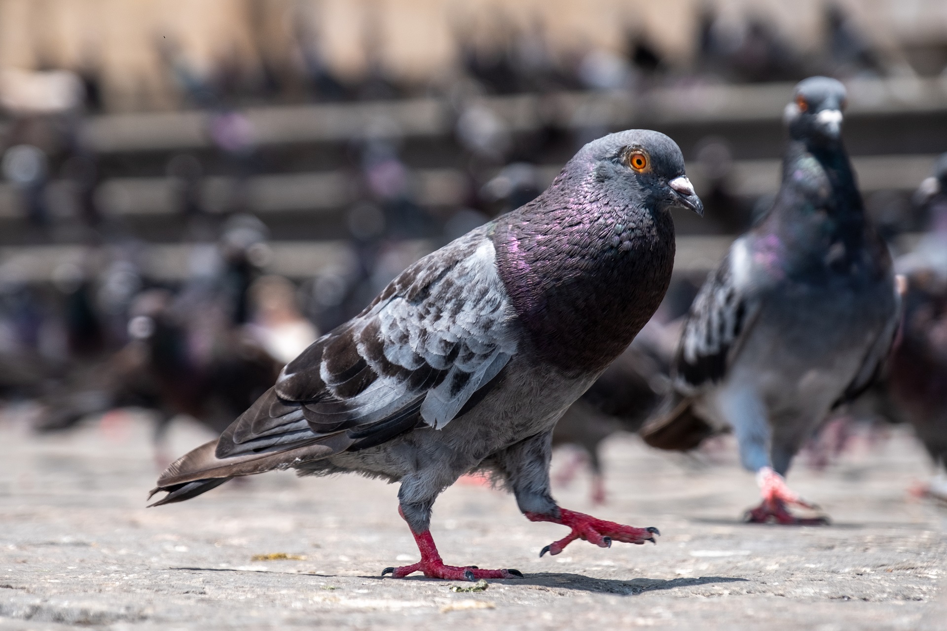 Nahaufnahme einer Stadttaube