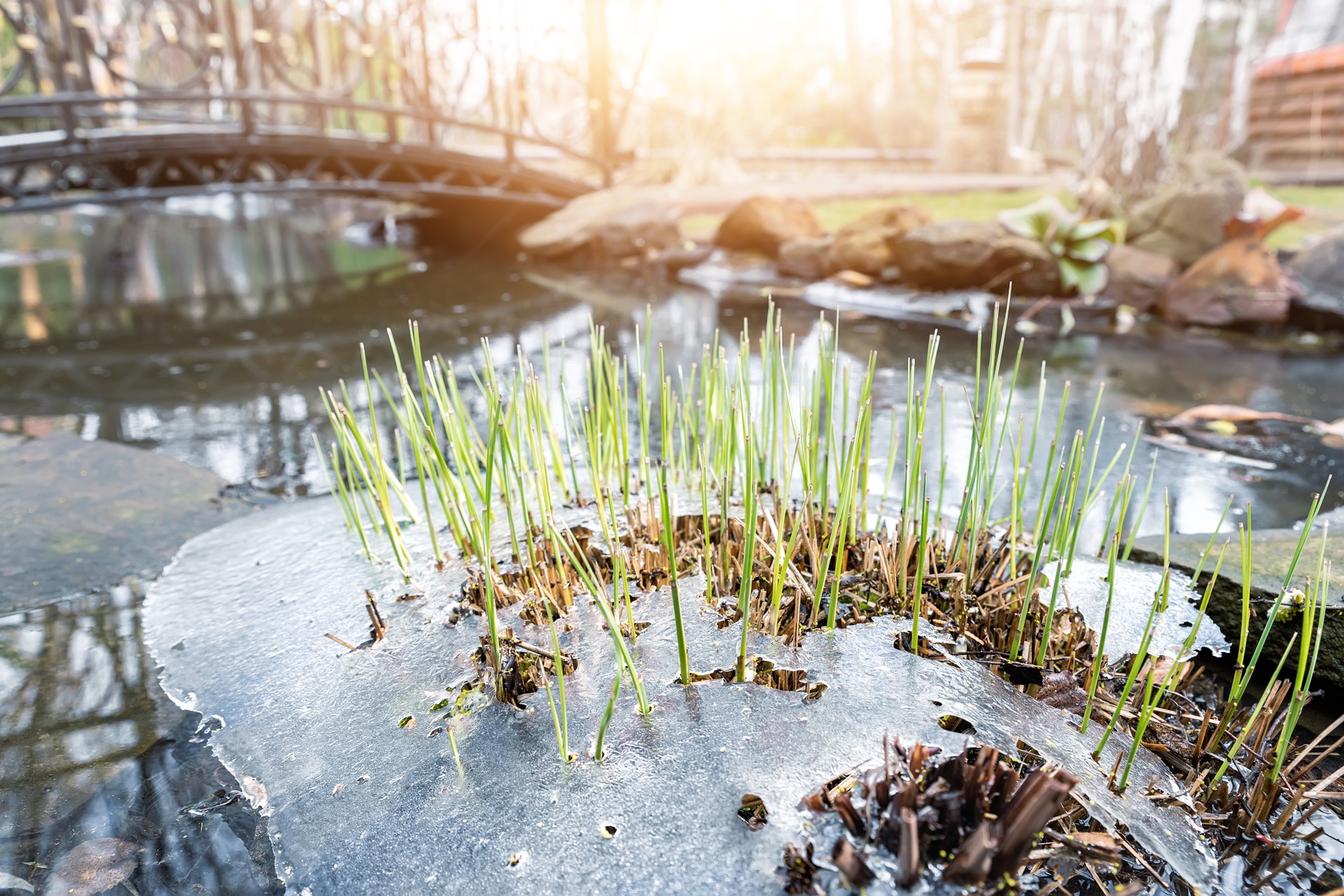 Sprossen von frischem, neuem, erstgrünem Schilfrohr, das durch die gefrorene Eiskruste auf einem Teich oder Fluss hindurchwächst, während die Sonne an einem warmen Frühlingstag scheint. Konzept einer Szene, die das Erwachen der Natur symbolisiert. Tauwetter, schmelzender Schnee.
