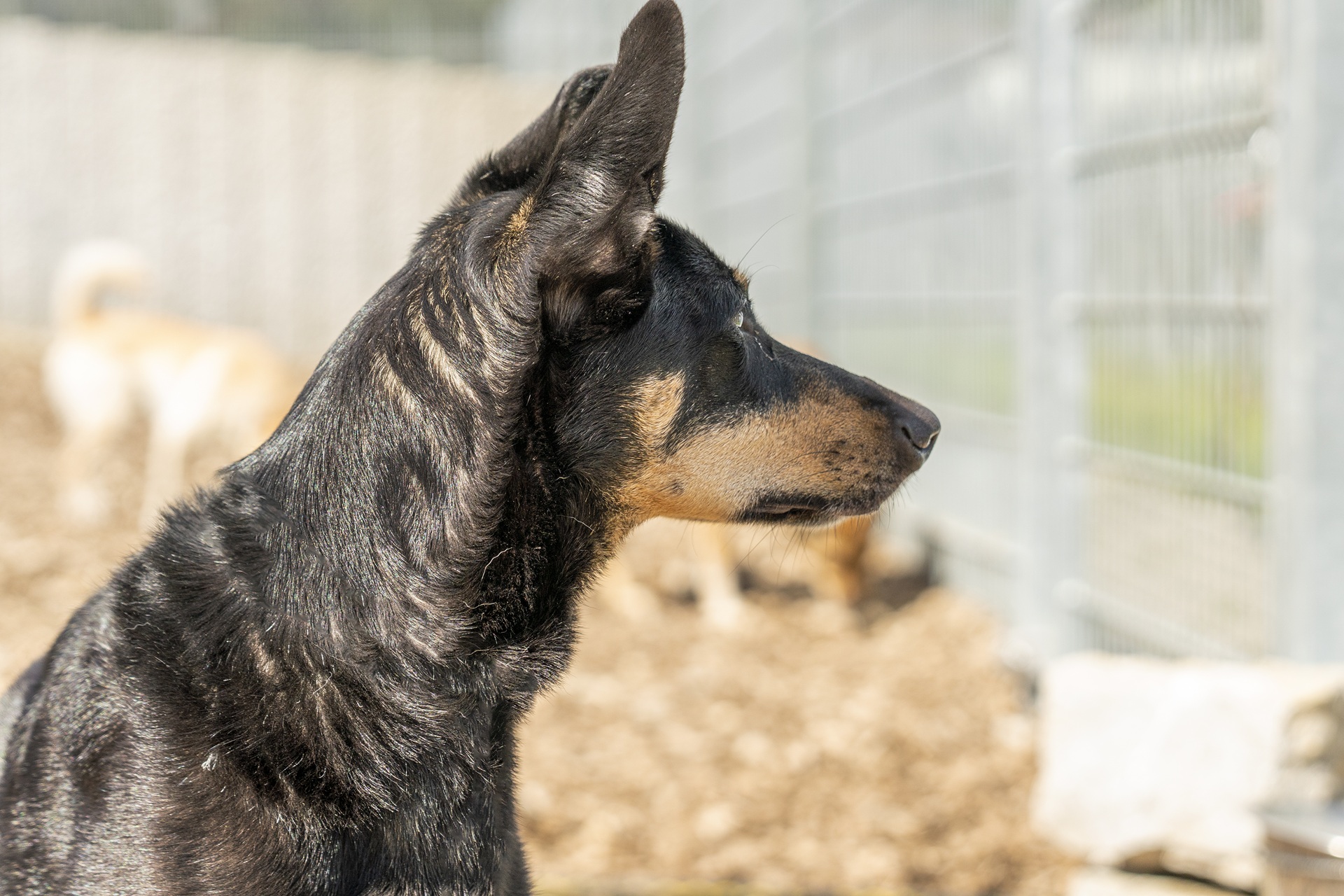 Ein Hund sitzt in einem Käfig in einem Tierheim. Er schaut zur Seite. Im Hintergrund sind noch weiter Hunde verschwommen erkennbar. Der Hund im Vordergrund hat schwarzes Fell und eine braune Nase. Bei der Hunderasse handelt es sich um einen Manchester Terrier.