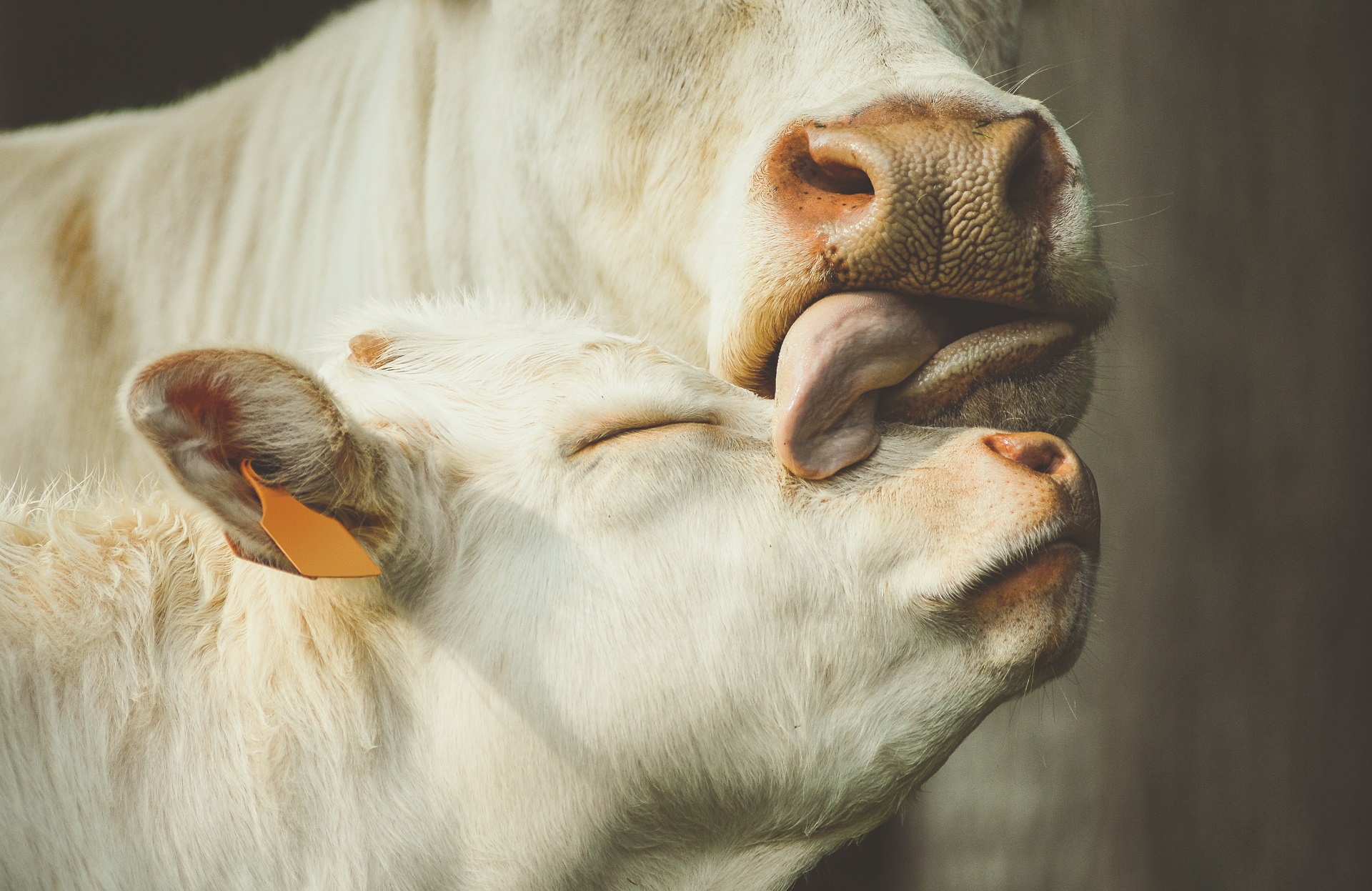 Eine weiße Mutterkuh leckt ihrem ebenfalls weißem Kalb mit der Zunge über das Gesicht. Das Kalb hat dabei die Augen geschlossen und genießt diese Form der Zuneigung.