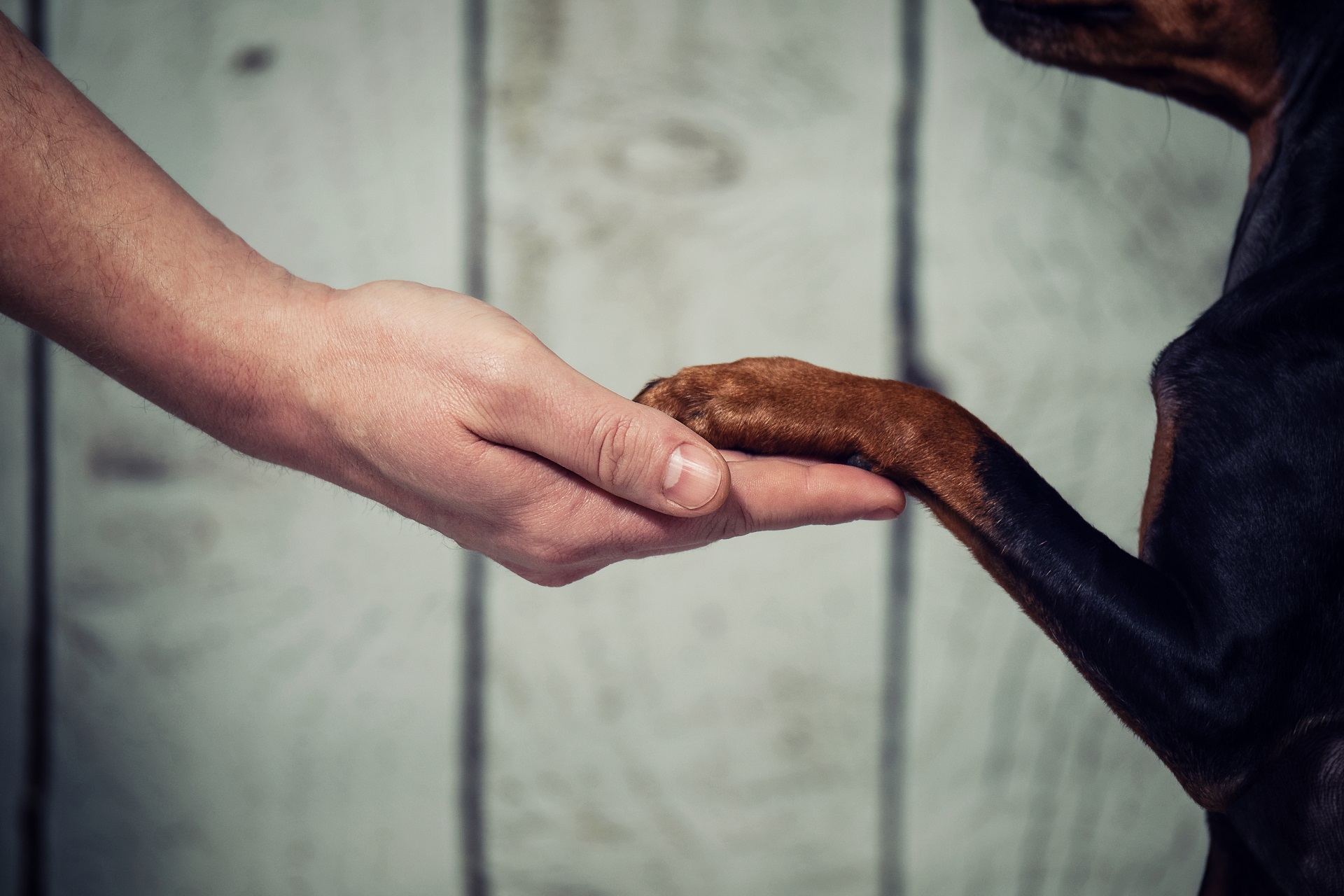 Hand und Pfote von Hund und Herrchen