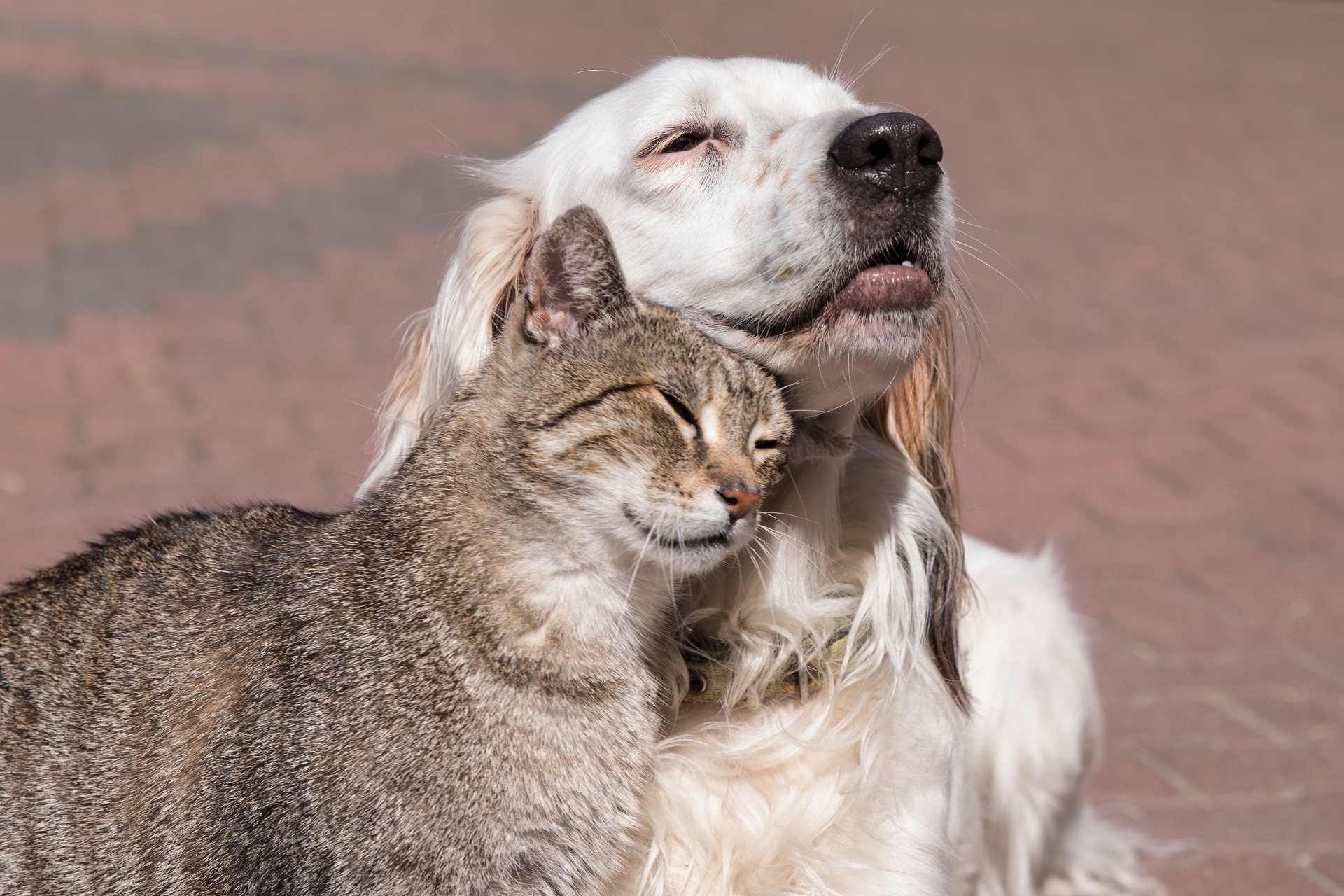 Katze schmust mit Hund