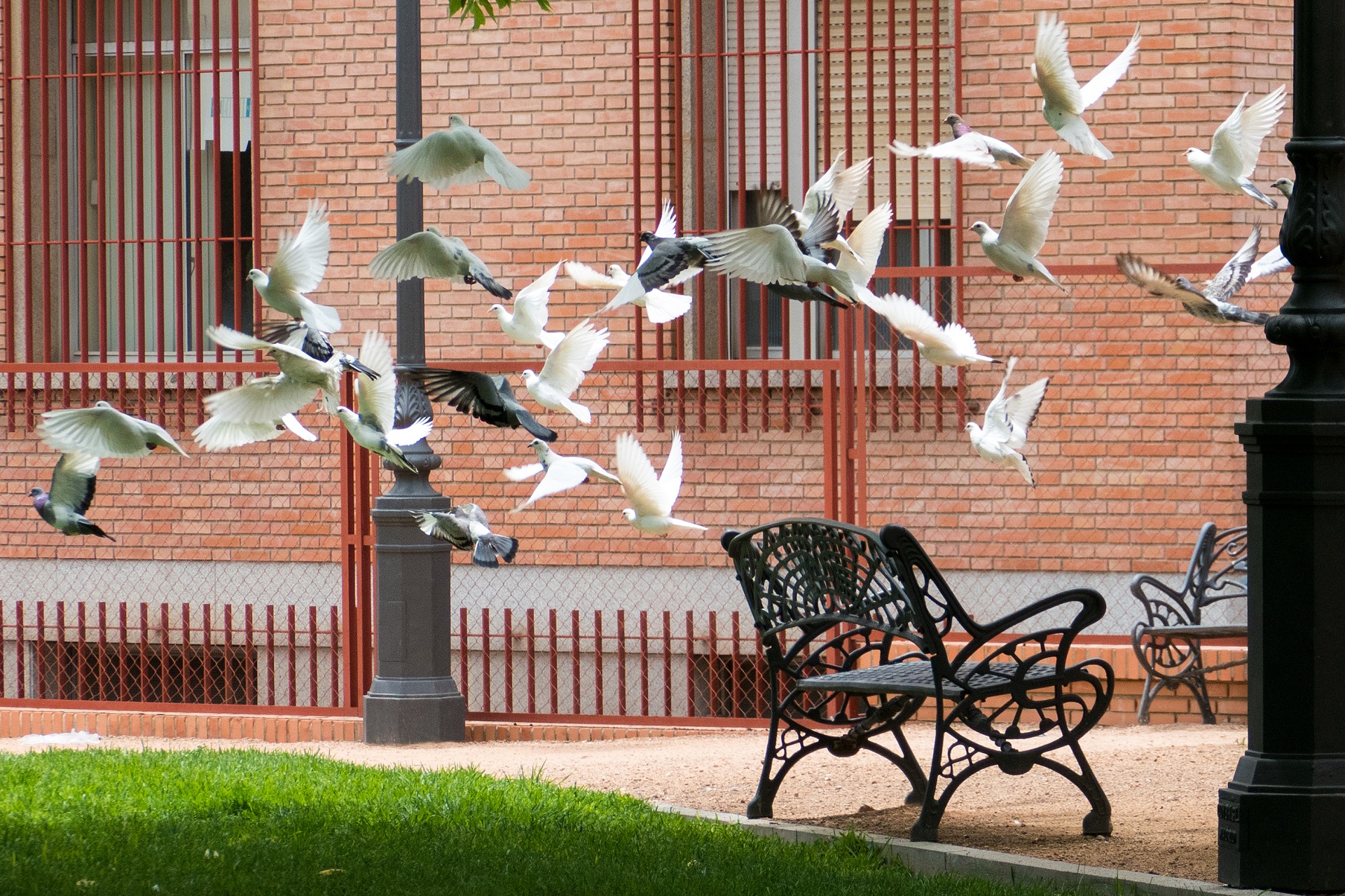 Viele Vögel fliegen gleichzeitig los. Es handelt sich um Tauben mit unterschiedlichen Gefiederfarben. Die meisten sind mit weißem Gefieder und einige mit grauem. Im Hintergrund erkennt man Bänke und eine Hausfassade.